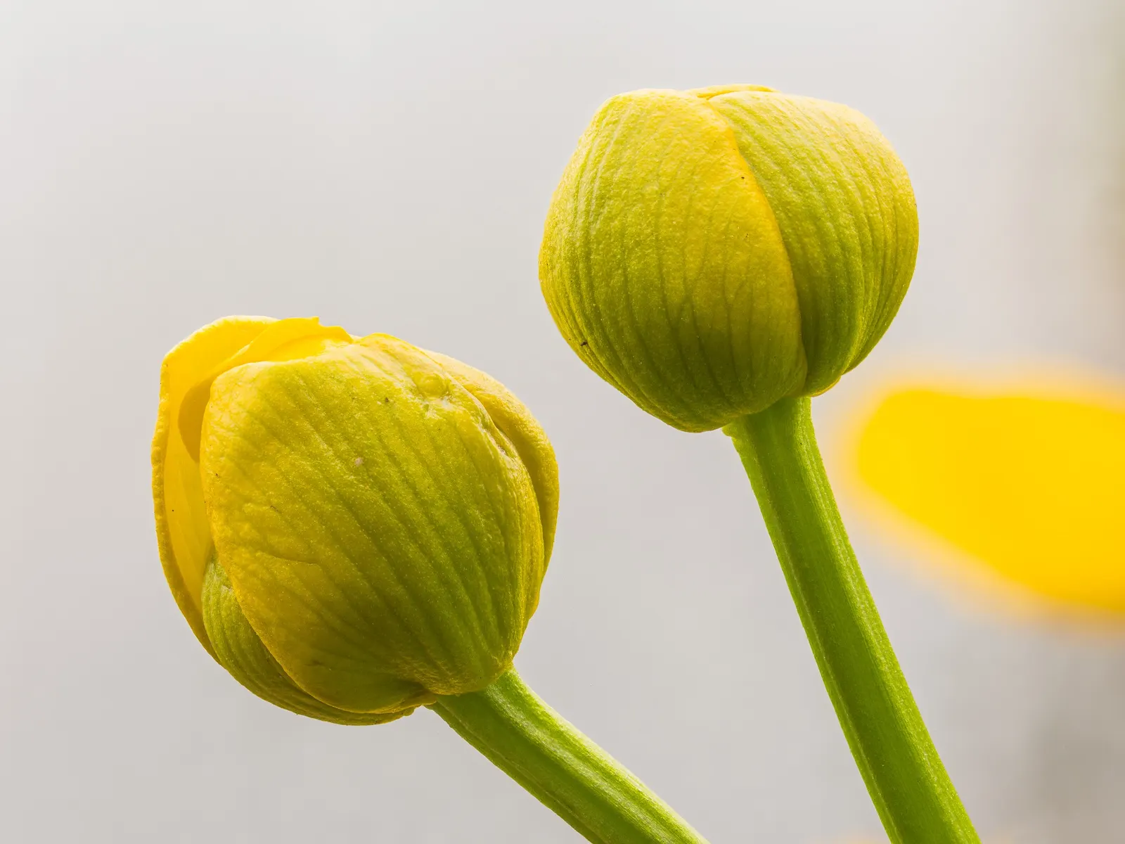 Marsh Marigold (Caltha Palustris) — Ideal for USDA zones 3-7, it prefers full to partial sun and consistently moist soil; heart-shaped leaves and vibrant