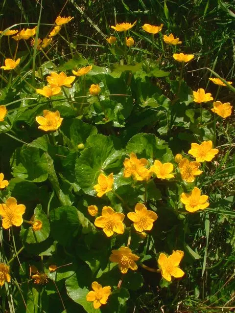 Marsh Marigold (Caltha Palustris) — Ideal for USDA zones 3-7, it prefers full to partial sun and consistently moist soil; heart-shaped leaves and, image 70