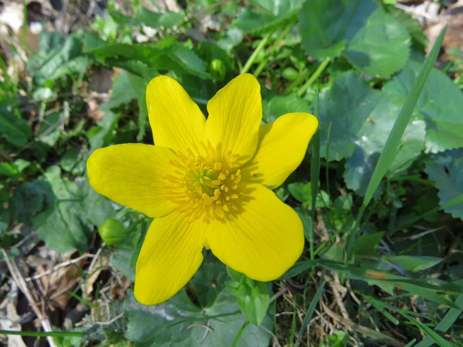 Marsh Marigold (Caltha Palustris) — Marsh Marigold (Caltha palustris) is a vibrant perennial plant; heart-shaped leaves up to 8 inches across, image 93