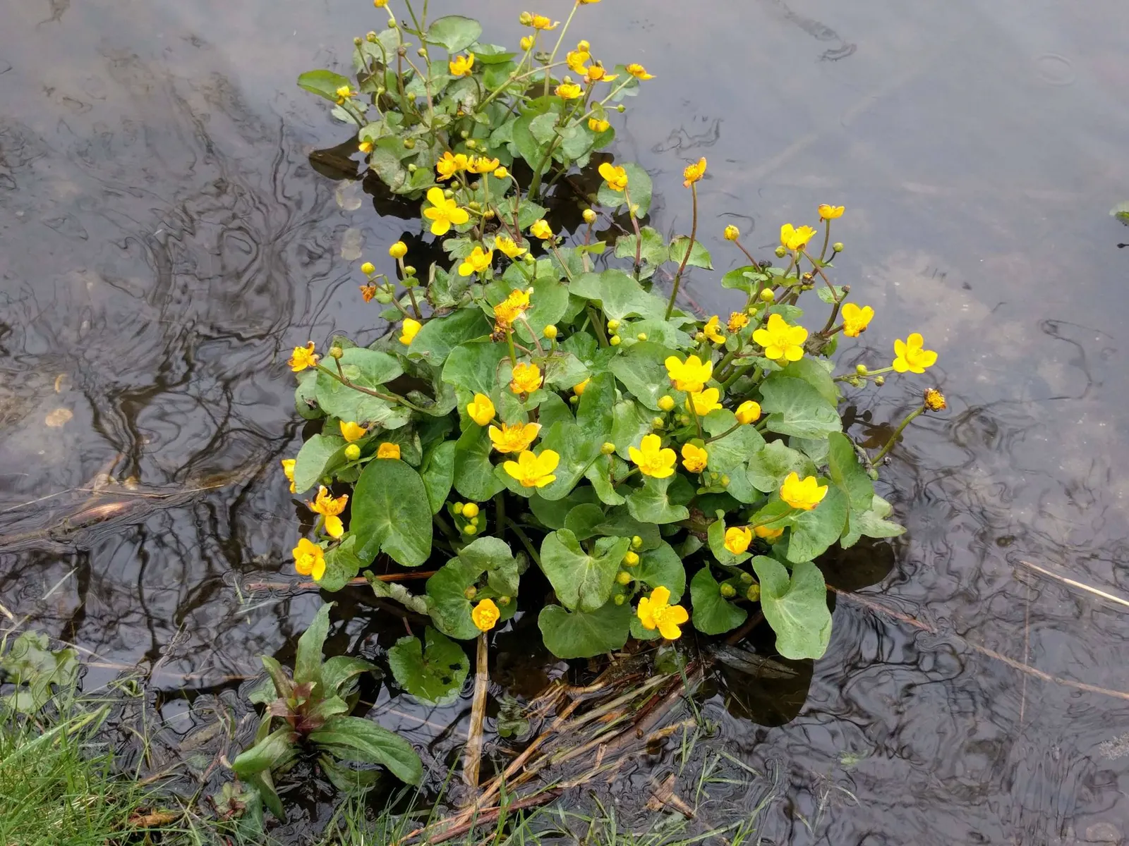 Marsh Marigold (Caltha Palustris) — it provides an interesting texture and a lush green backdrop for its flowers
