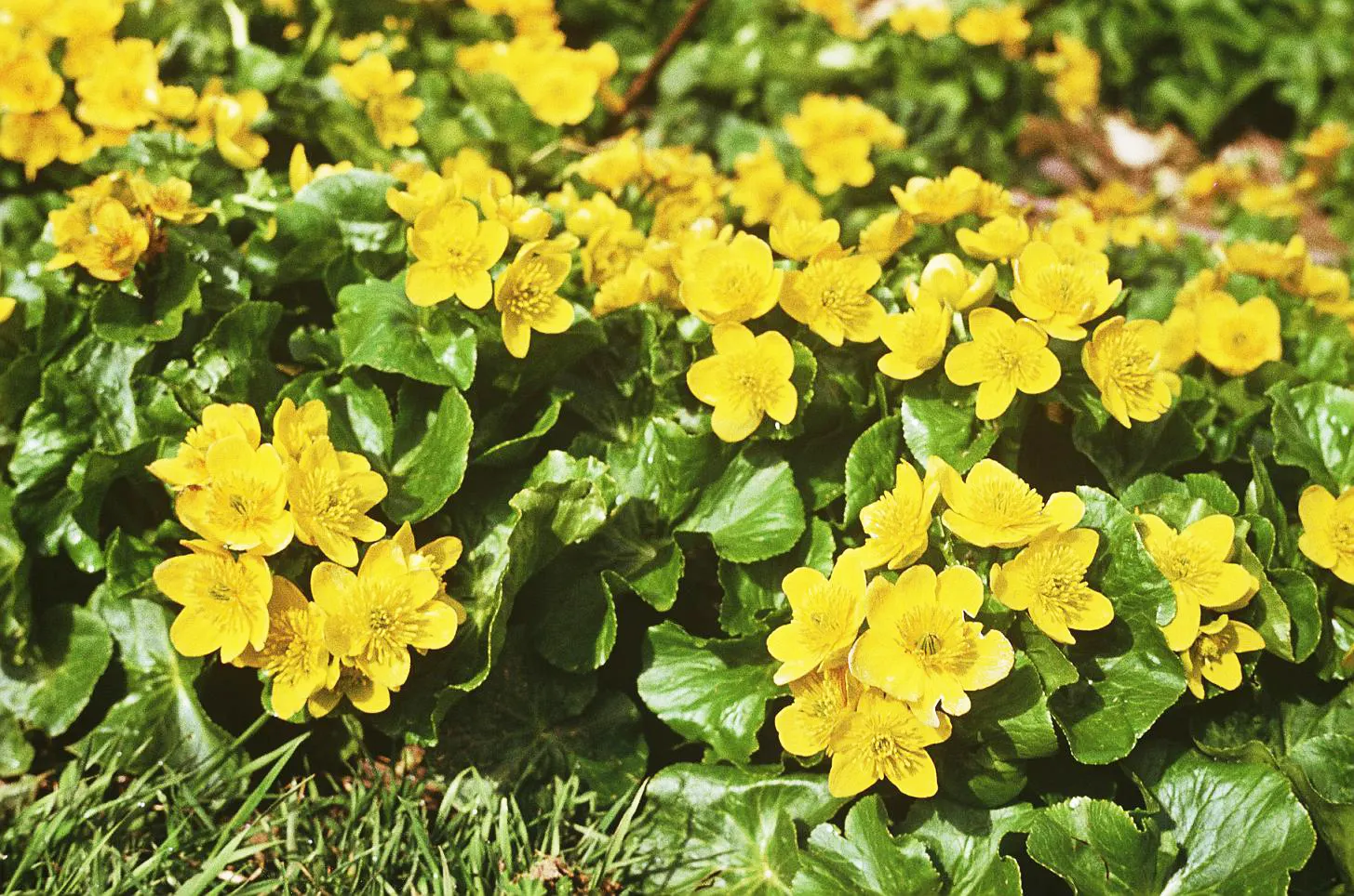 Marsh Marigold (Caltha Palustris) — Furthermore, its early bloom time provides an essential nectar source for pollinators emerging in spring, image 85