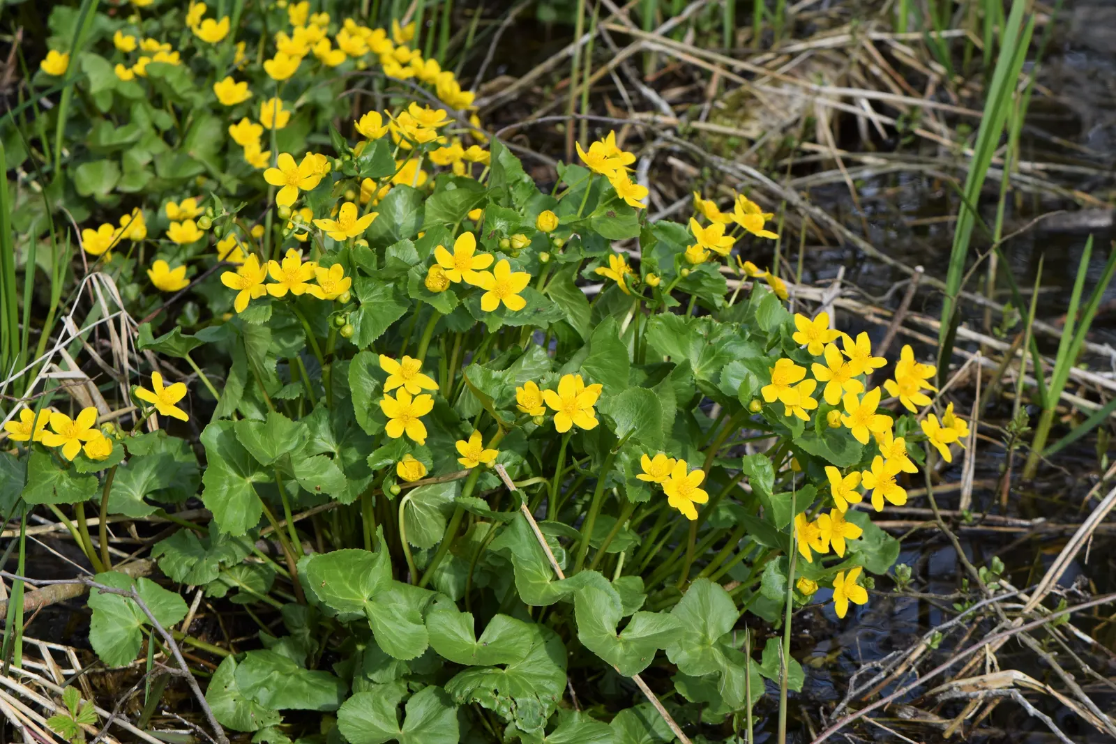 Marsh Marigold (Caltha Palustris) — Maintenance is minimal, but the soil should be kept consistently moist, especially during dry spells; adding a, image 127