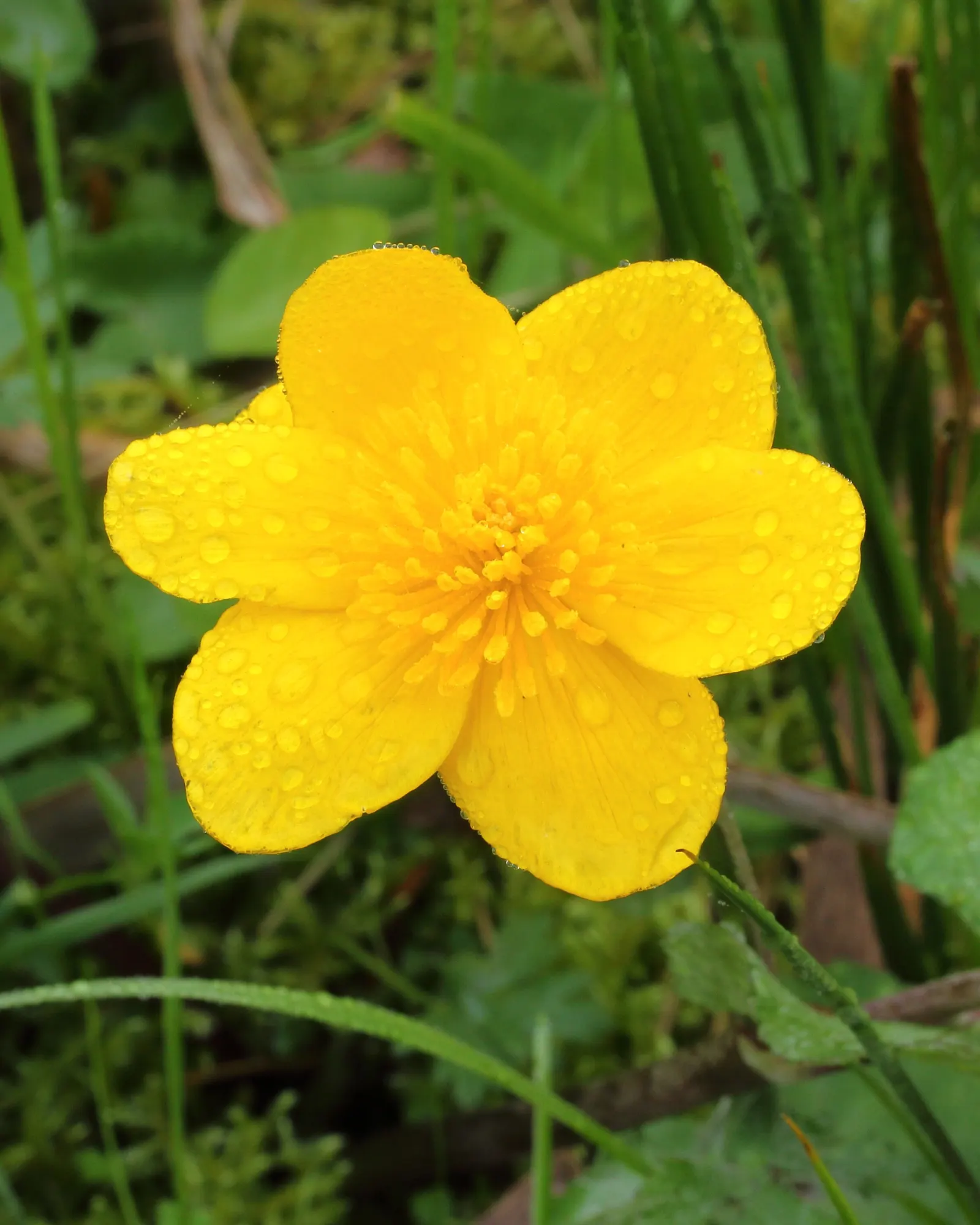 Marsh Marigold (Caltha Palustris) — perennial with yellow blooms; which can reach up to 2 inches in diameter, image 109