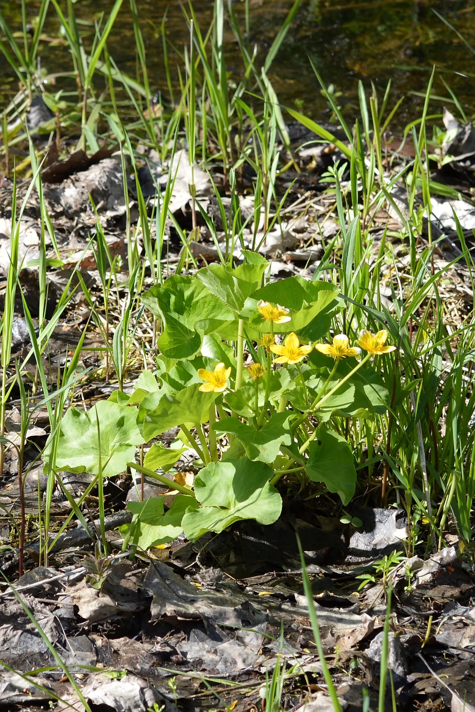 Marsh Marigold (Caltha Palustris) — This species is generally pest and disease-resistant, making it a resilient addition to the garden