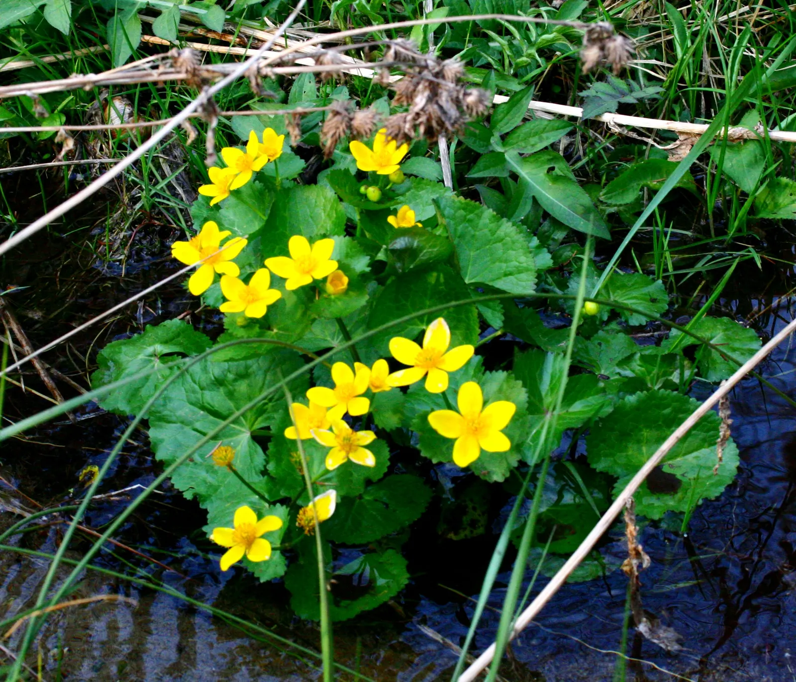 Marsh Marigold (Caltha Palustris) — Marsh Marigold (Caltha palustris) is a vibrant perennial plant; heart-shaped leaves up to 8 inches across, image 115