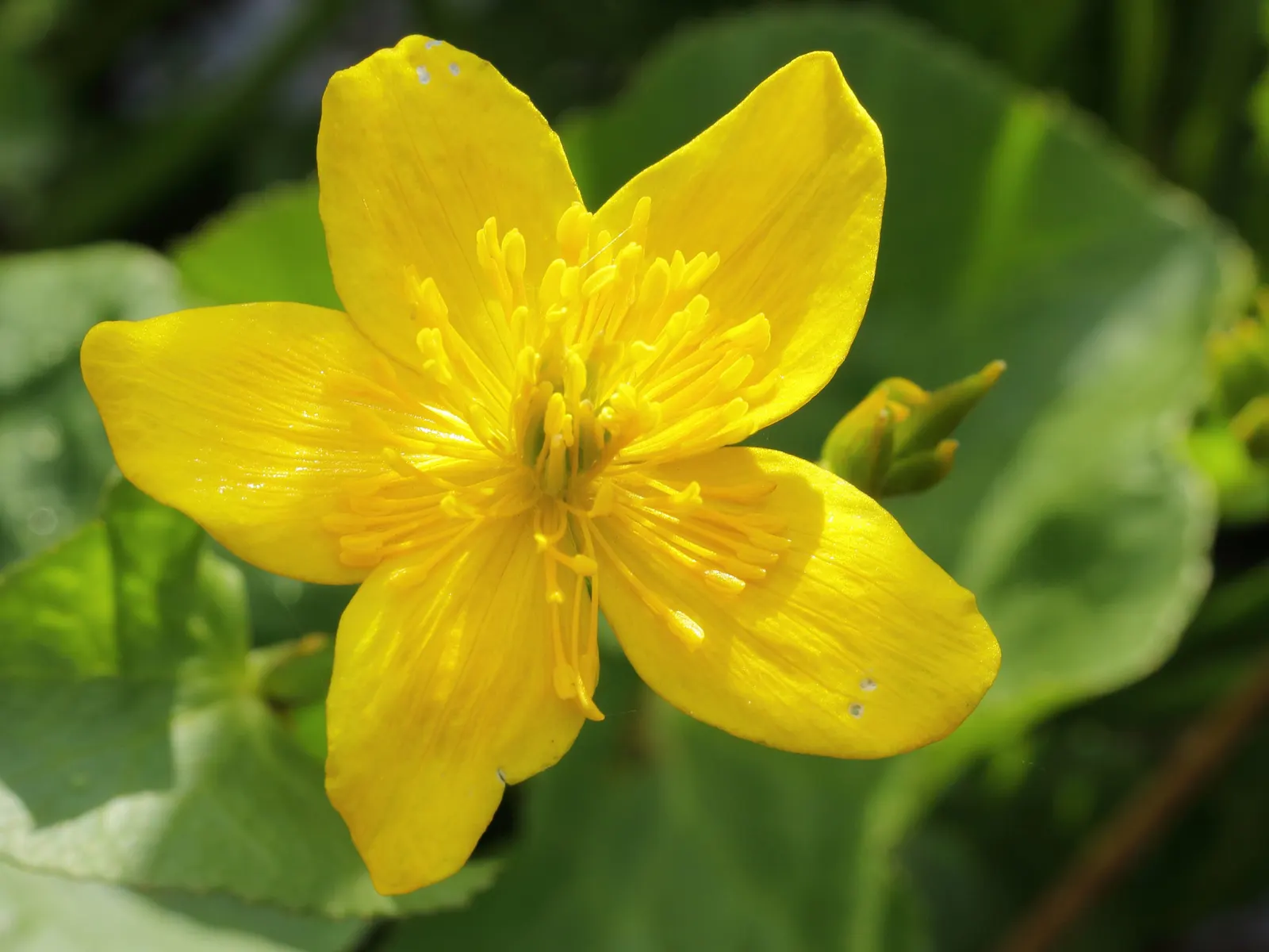 Marsh Marigold (Caltha Palustris) — this herbaceous plant typically grows 1 to 1.5 feet in height with a similar spread; making it a compact yet, image 96