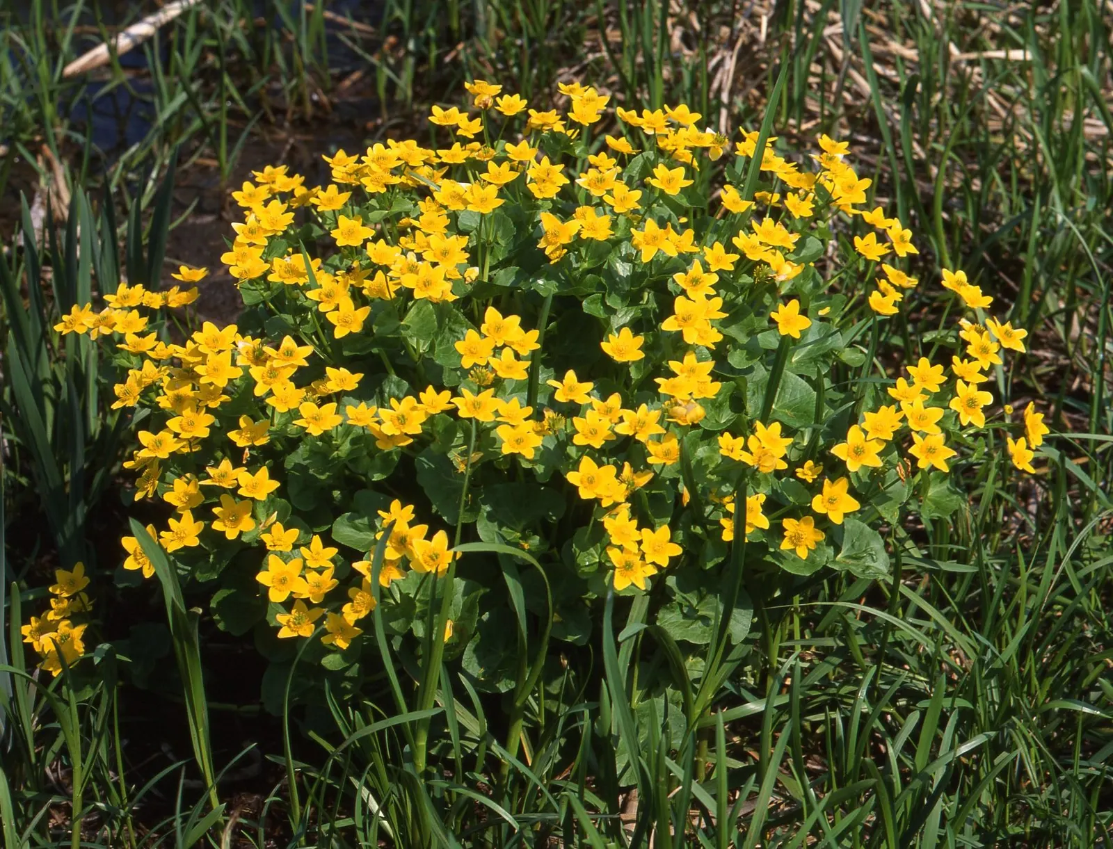Marsh Marigold (Caltha Palustris) — Thriving in USDA hardiness zones 3 to 7