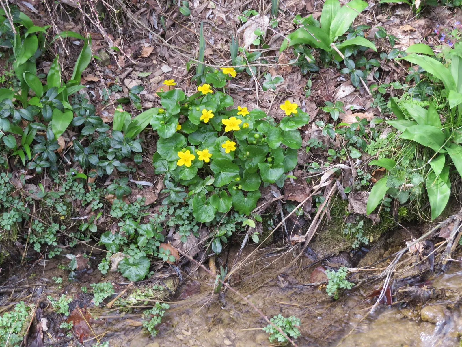 Marsh Marigold (Caltha Palustris) — which can reach up to 2 inches in diameter; it requires full sun to part shade and prefers a rich, damp soil, image 78