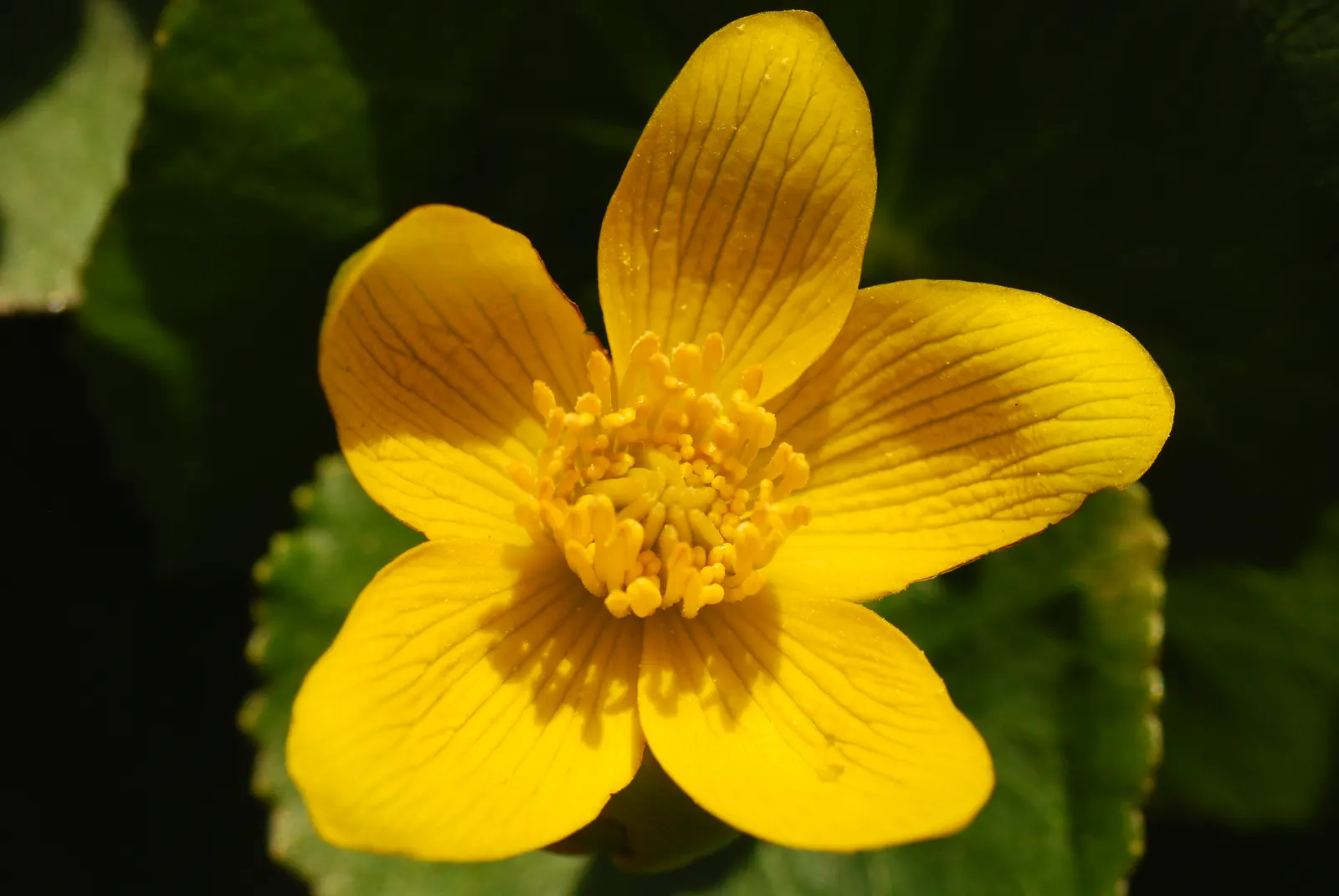 Marsh Marigold (Caltha Palustris) — Growing 1-1.5 feet tall and wide; it provides an interesting texture and a lush green backdrop for its flowers