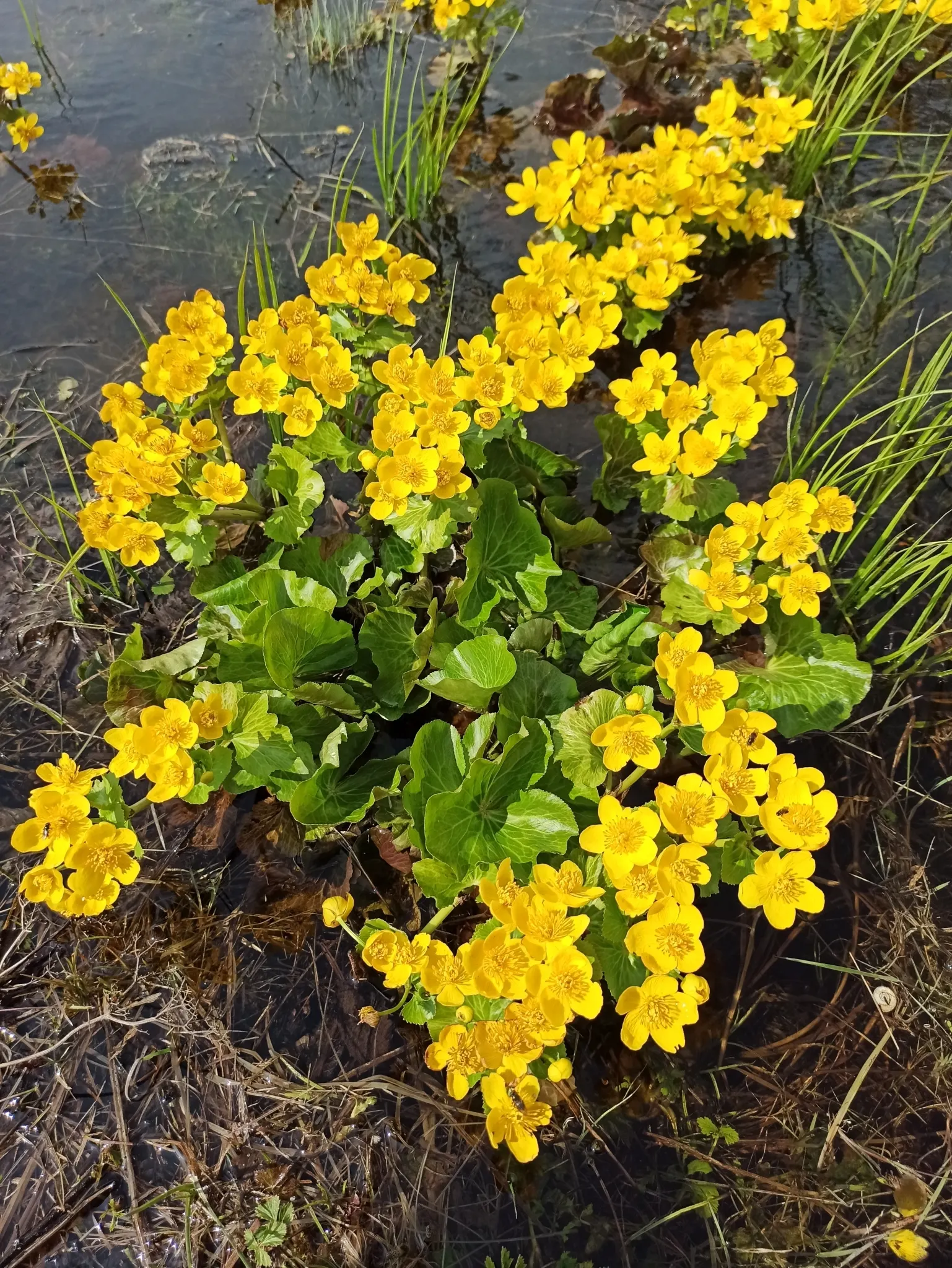 Marsh Marigold (Caltha Palustris) — Marsh Marigold (Caltha palustris), an herbaceous perennial, thrives in wet, marshy zones; ideal for USDA zones, image 111