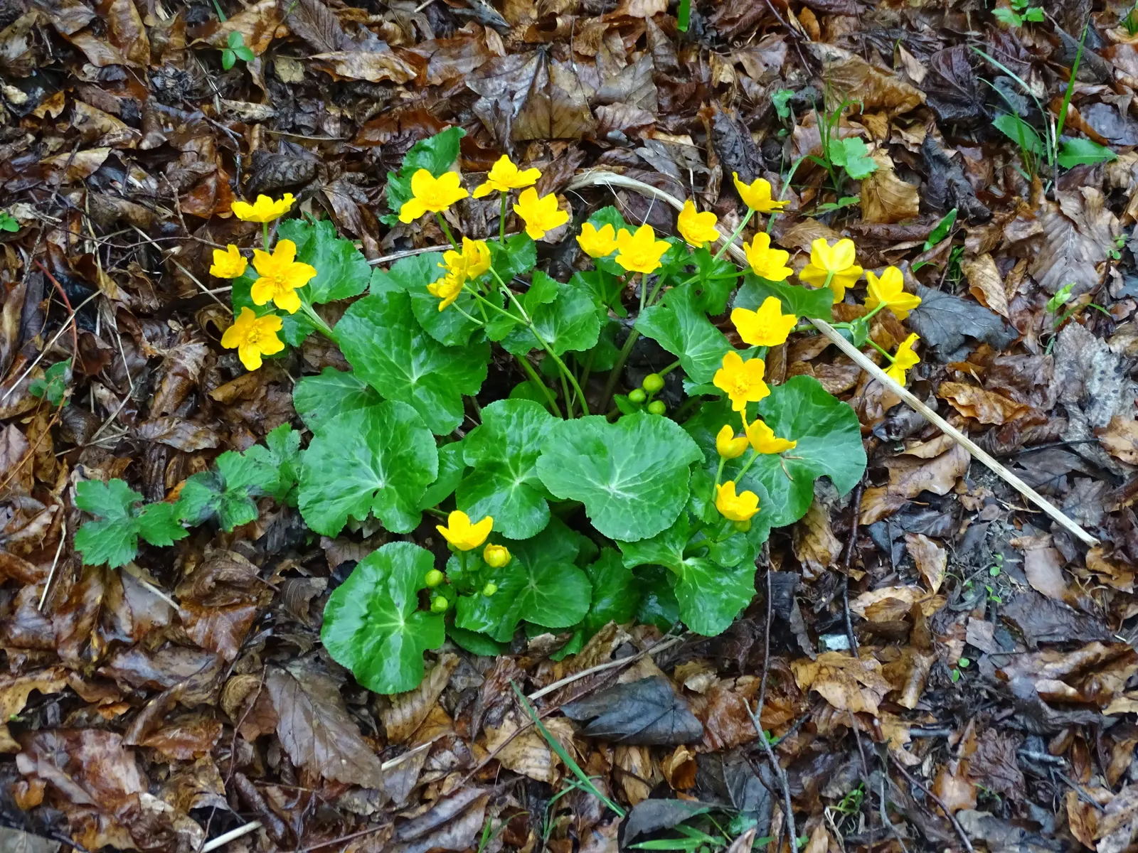 Marsh Marigold (Caltha Palustris) — heart-shaped leaves up to 8 inches across