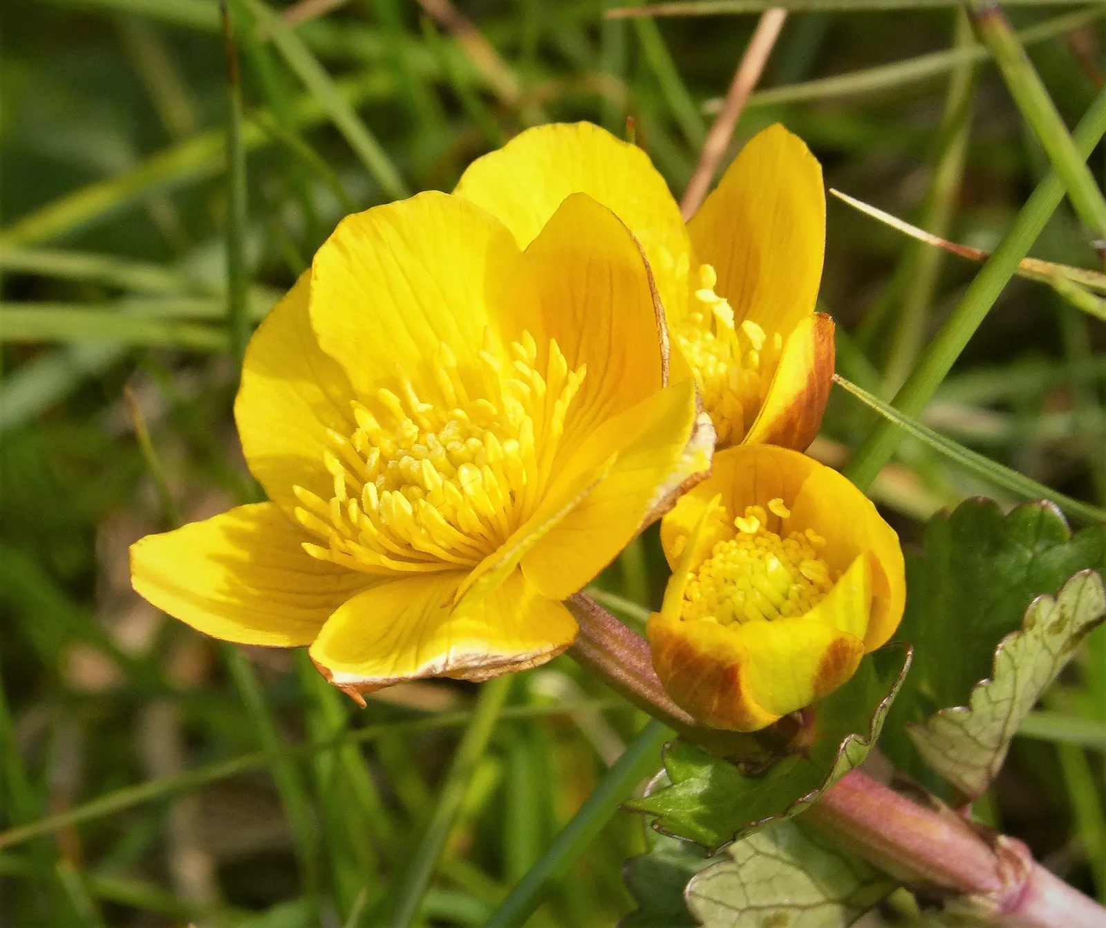 Marsh Marigold (Caltha Palustris) — heart-shaped leaves up to 8 inches across; marsh Marigold (Caltha palustris), an herbaceous perennial, thrives, image 76