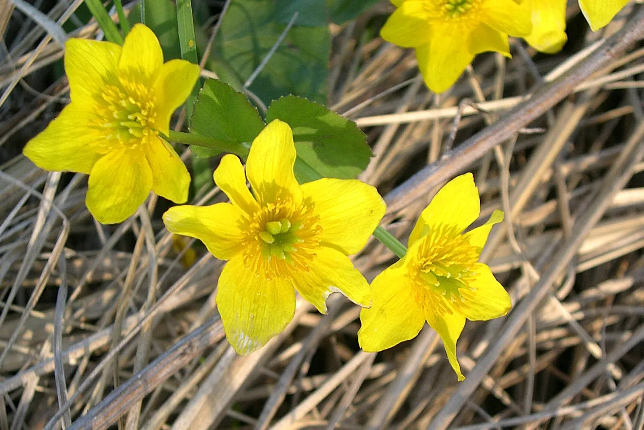 Marsh Marigold (Caltha Palustris) — <br><br>For your client's garden; perennial with yellow blooms, image 82