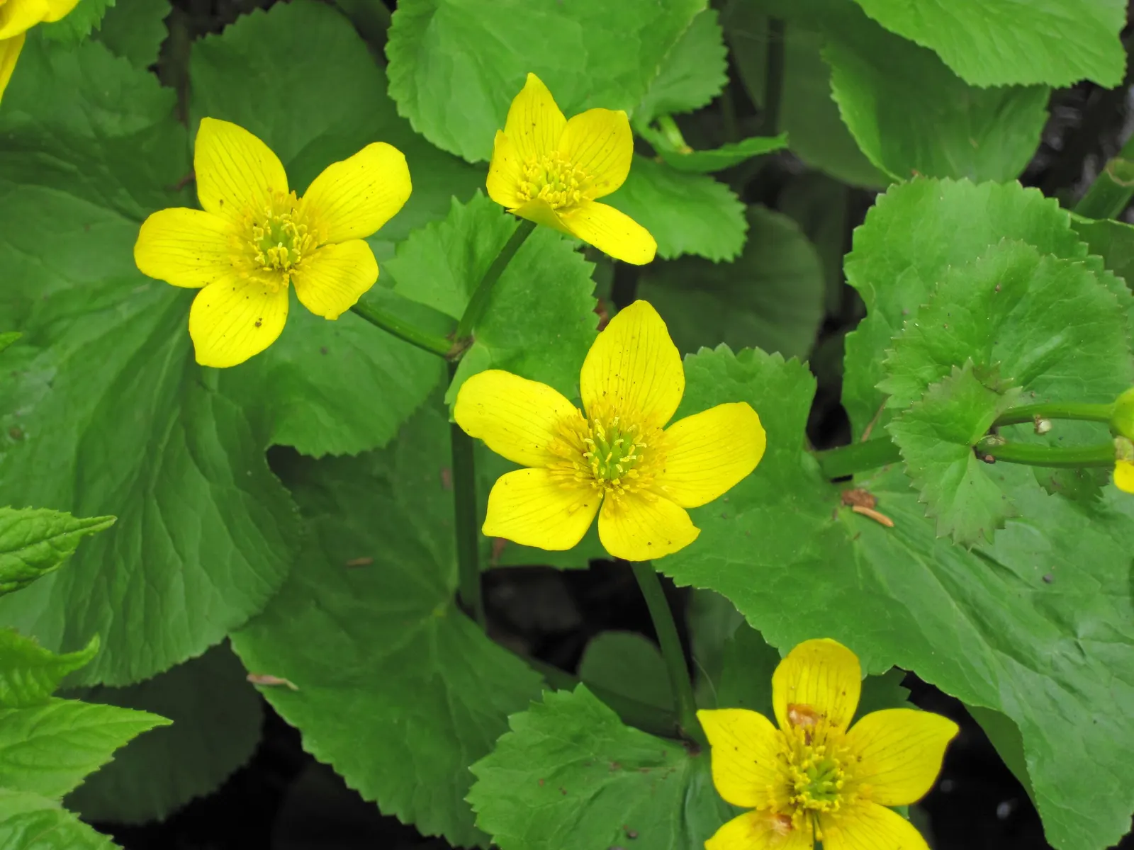 Marsh Marigold (Caltha Palustris) — adding a splash of golden yellow to the garden in the early spring; maintenance is minimal, but the soil should, image 50