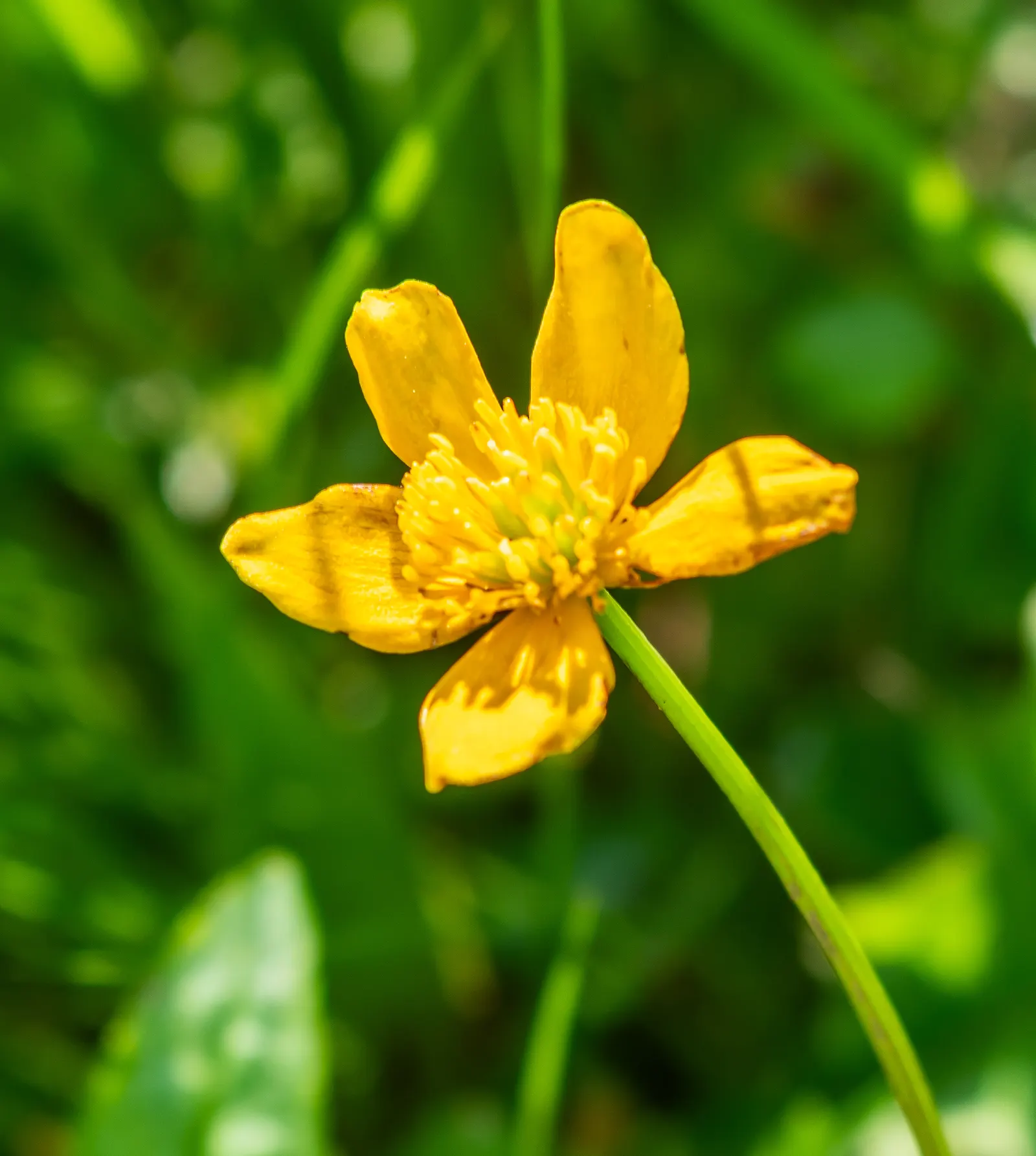Marsh Marigold (Caltha Palustris) — This species is generally pest and disease-resistant, making it a resilient addition to the garden; are buttercup-shaped