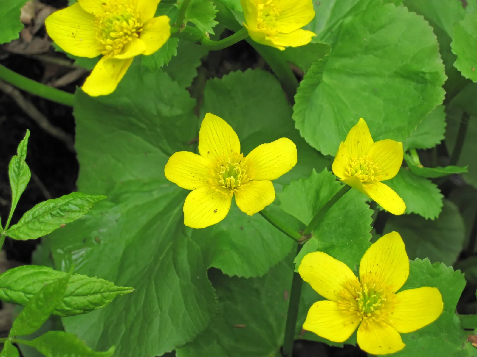 Marsh Marigold (Caltha Palustris) — Furthermore, its early bloom time provides an essential nectar source for pollinators emerging in spring