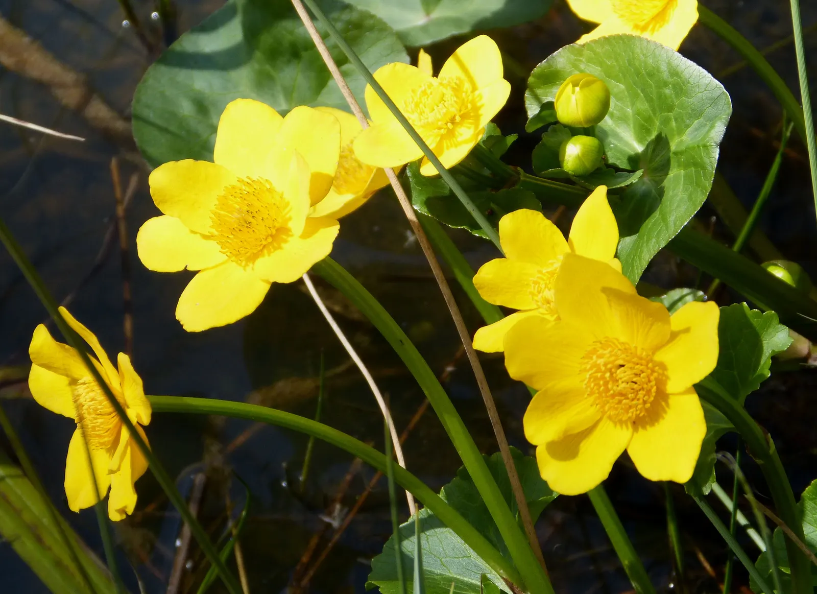 Marsh Marigold (Caltha Palustris) — are buttercup-shaped and appear on stout stems; perennial for full, image 101