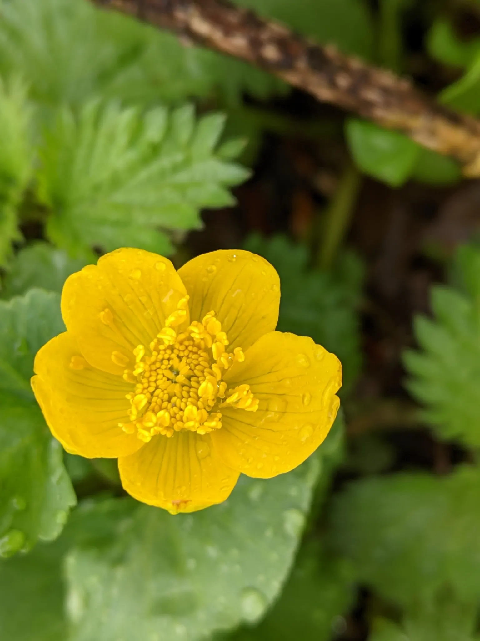Marsh Marigold (Caltha Palustris) — It requires full sun to part shade and prefers a rich, damp soil that is acidic to neutral; or the edges of, image 103