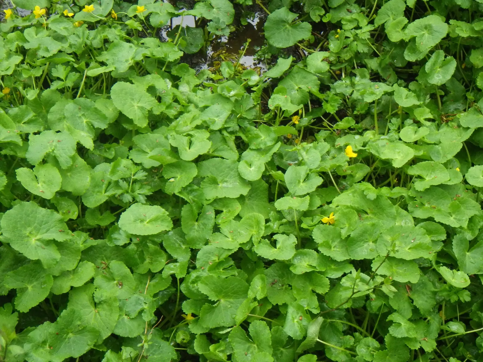 Marsh Marigold (Caltha Palustris) — Growing 1-1.5 feet tall and wide
