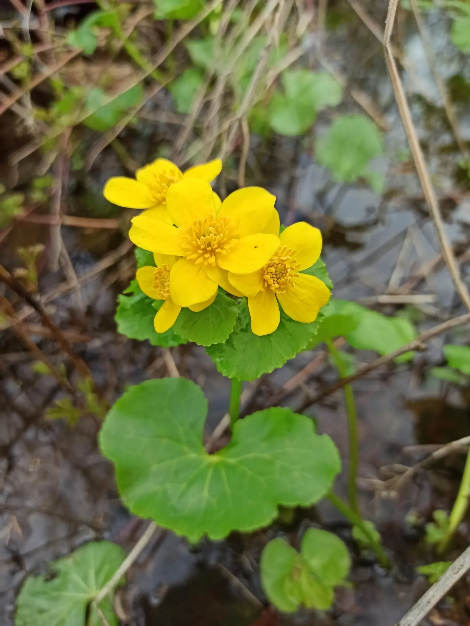 Marsh Marigold (Caltha Palustris) — perennial for full; furthermore, its early bloom time provides an essential nectar source for pollinators emerging in spring