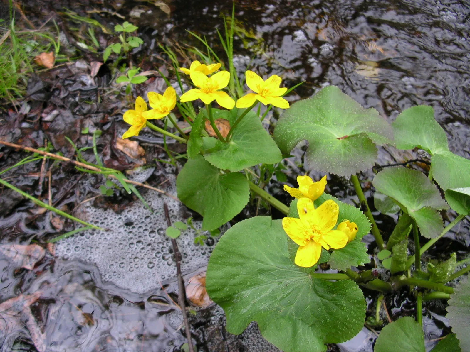 Marsh Marigold (Caltha Palustris) — <br><br>For your client's garden; perennial with yellow blooms