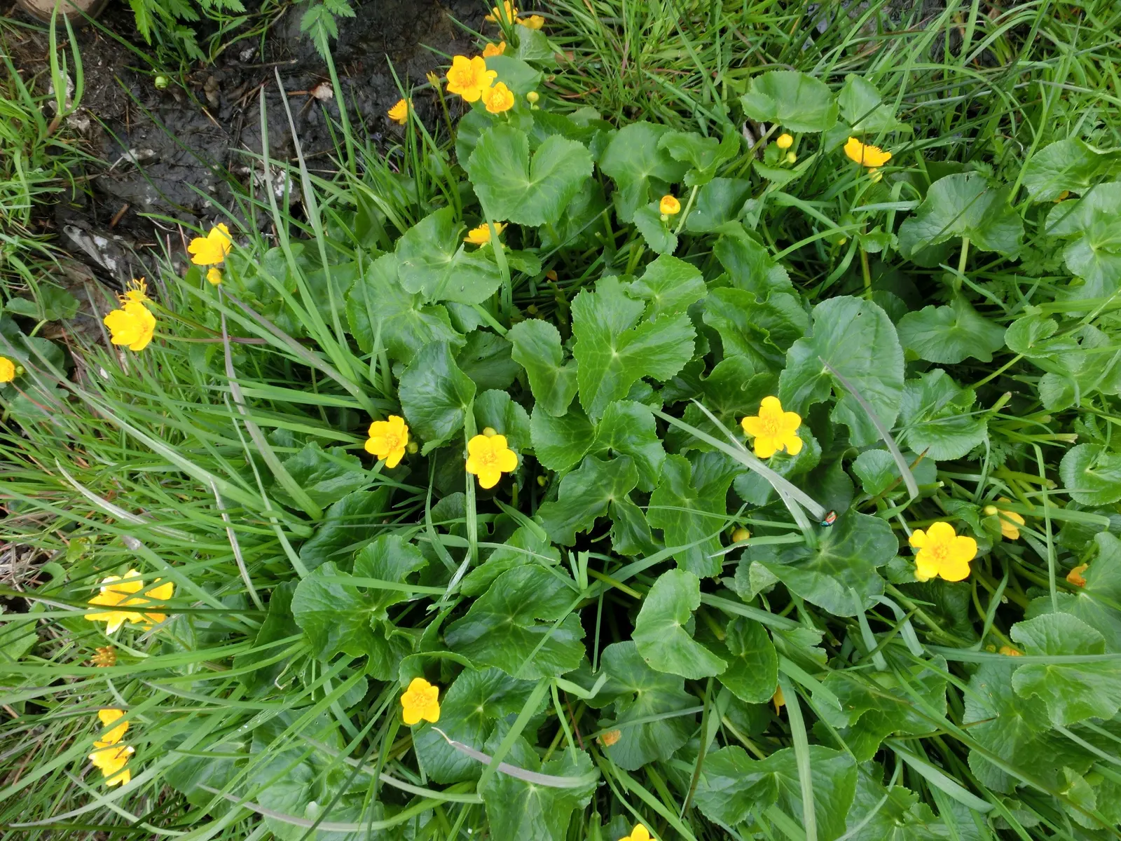 Marsh Marigold (Caltha Palustris) — Ideal for USDA zones 3-7, it prefers full to partial sun and consistently moist soil
