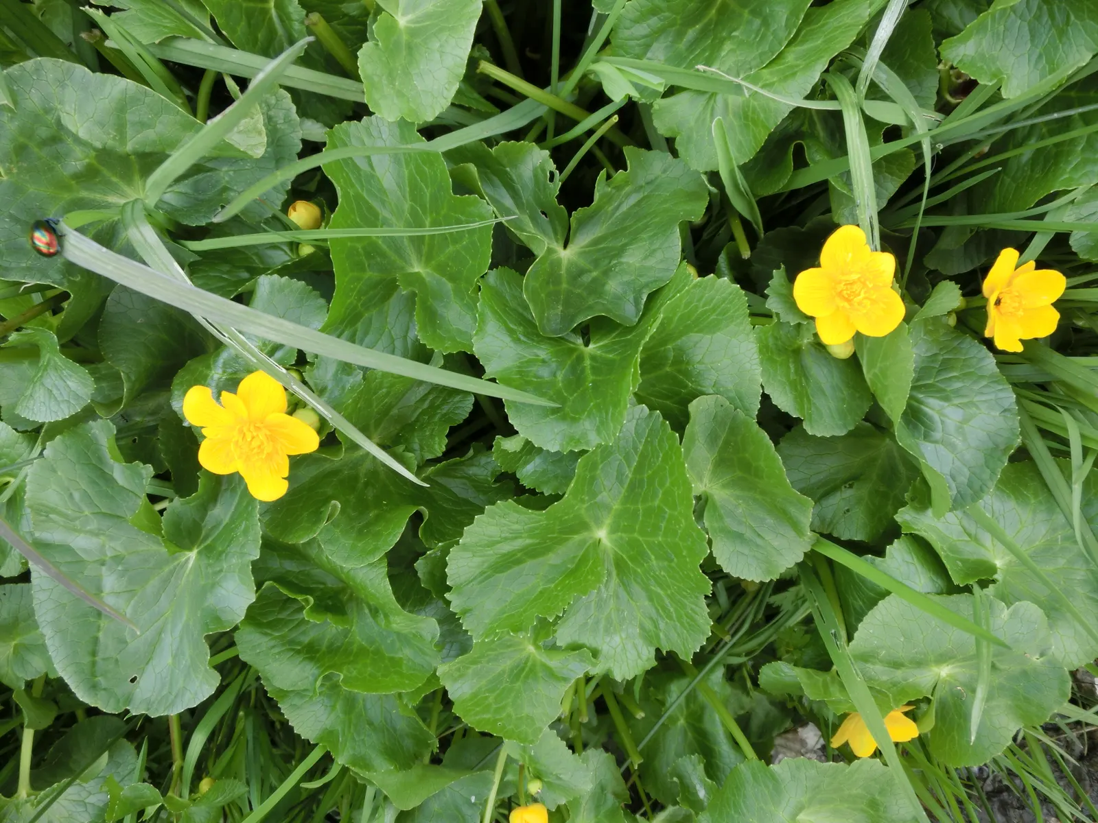 Marsh Marigold (Caltha Palustris) — heart-shaped leaves and vibrant yellow buttercup-like flowers blooming in early spring; this species is, image 91
