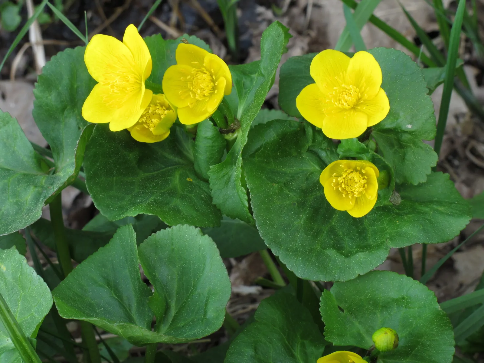 Marsh Marigold (Caltha Palustris) — <br><br>For your client's garden