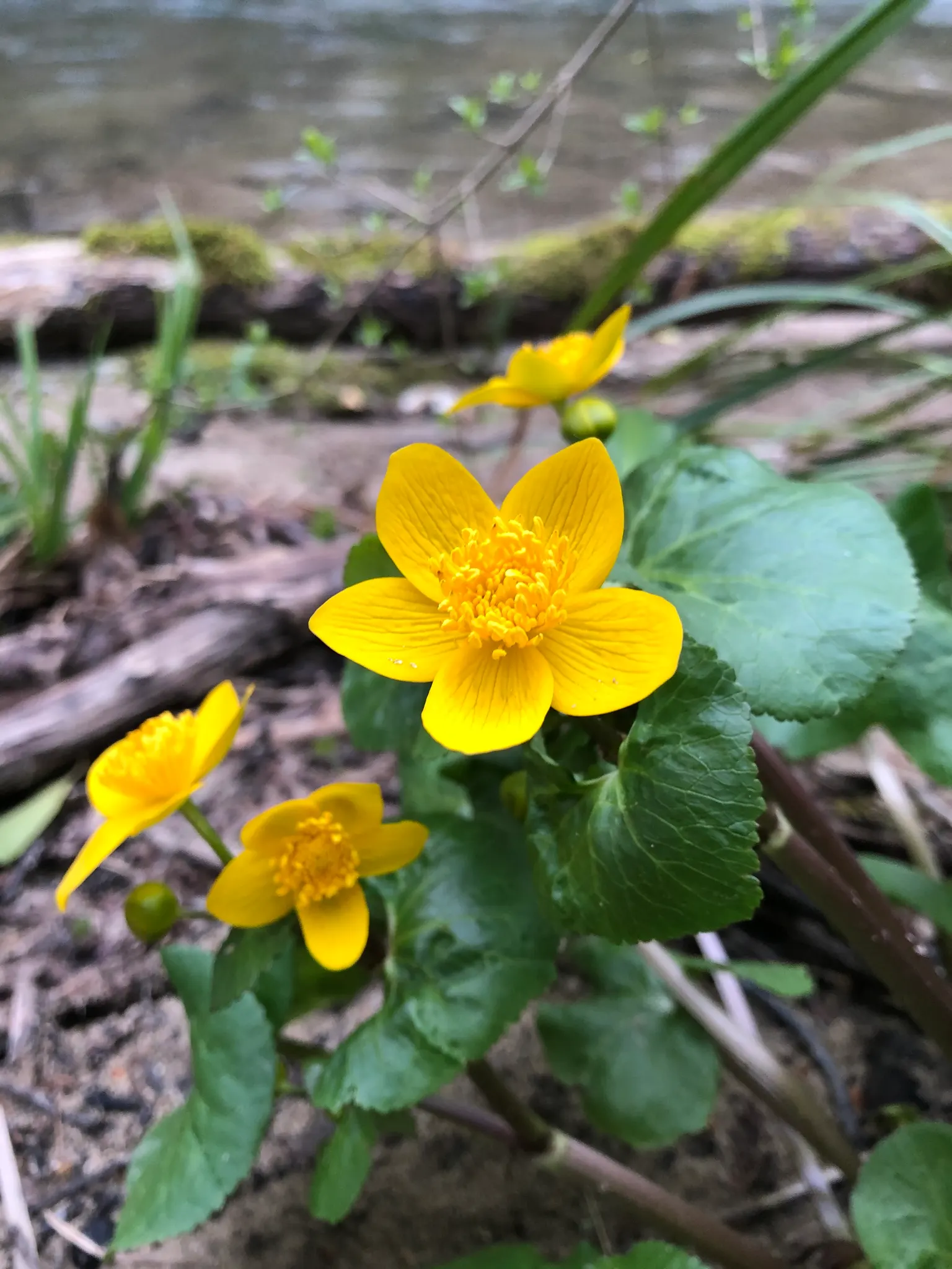 Marsh Marigold (Caltha Palustris) — Thriving in USDA hardiness zones 3 to 7; growing 1-1.5 feet tall and wide, image 73