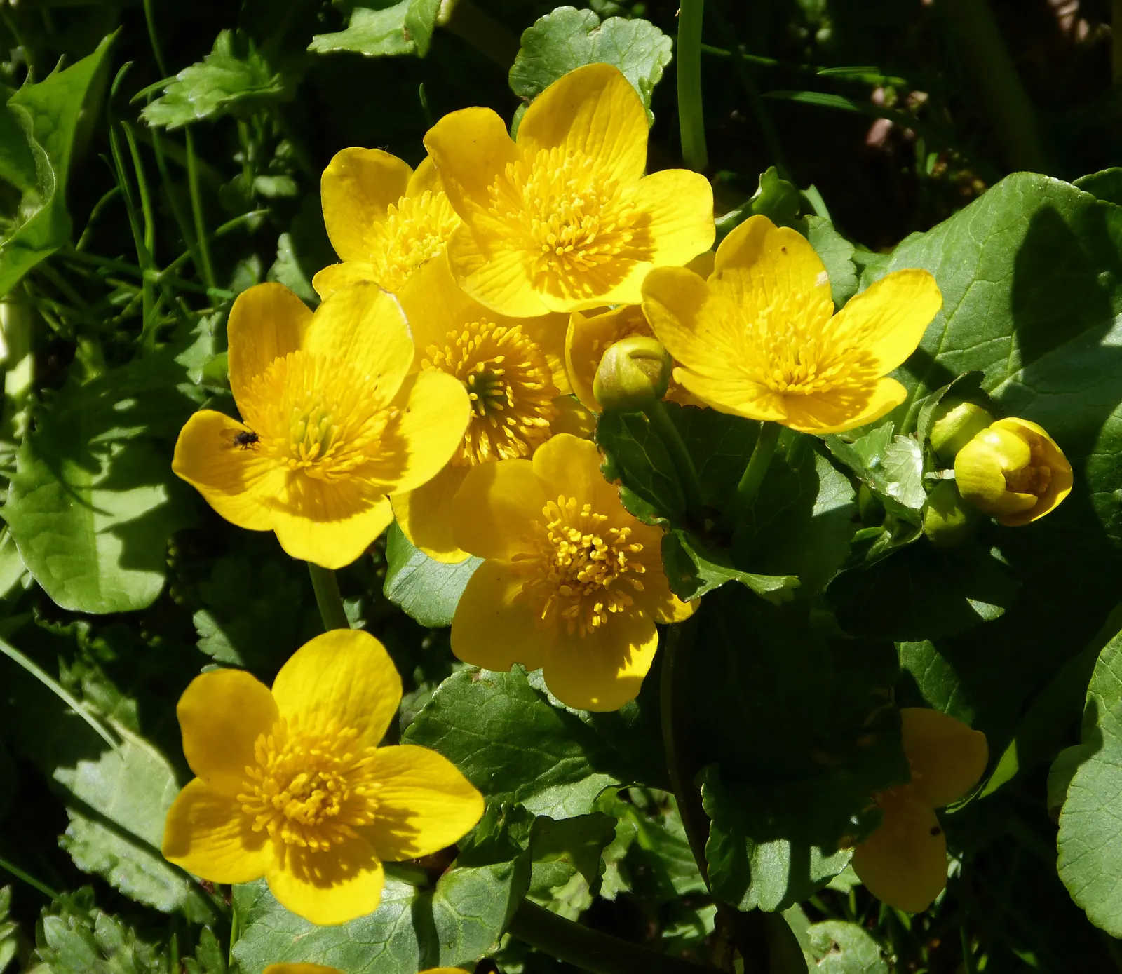 Marsh Marigold (Caltha Palustris) — Maintenance is minimal, but the soil should be kept consistently moist, especially during dry spells; adding a, image 61