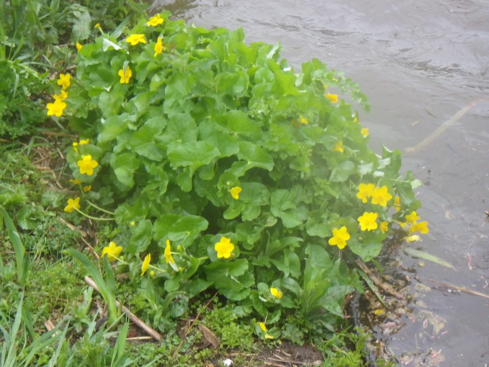 Marsh Marigold (Caltha Palustris) — making it a compact yet impactful landscape choice; <br><br>For your client's garden, image 119