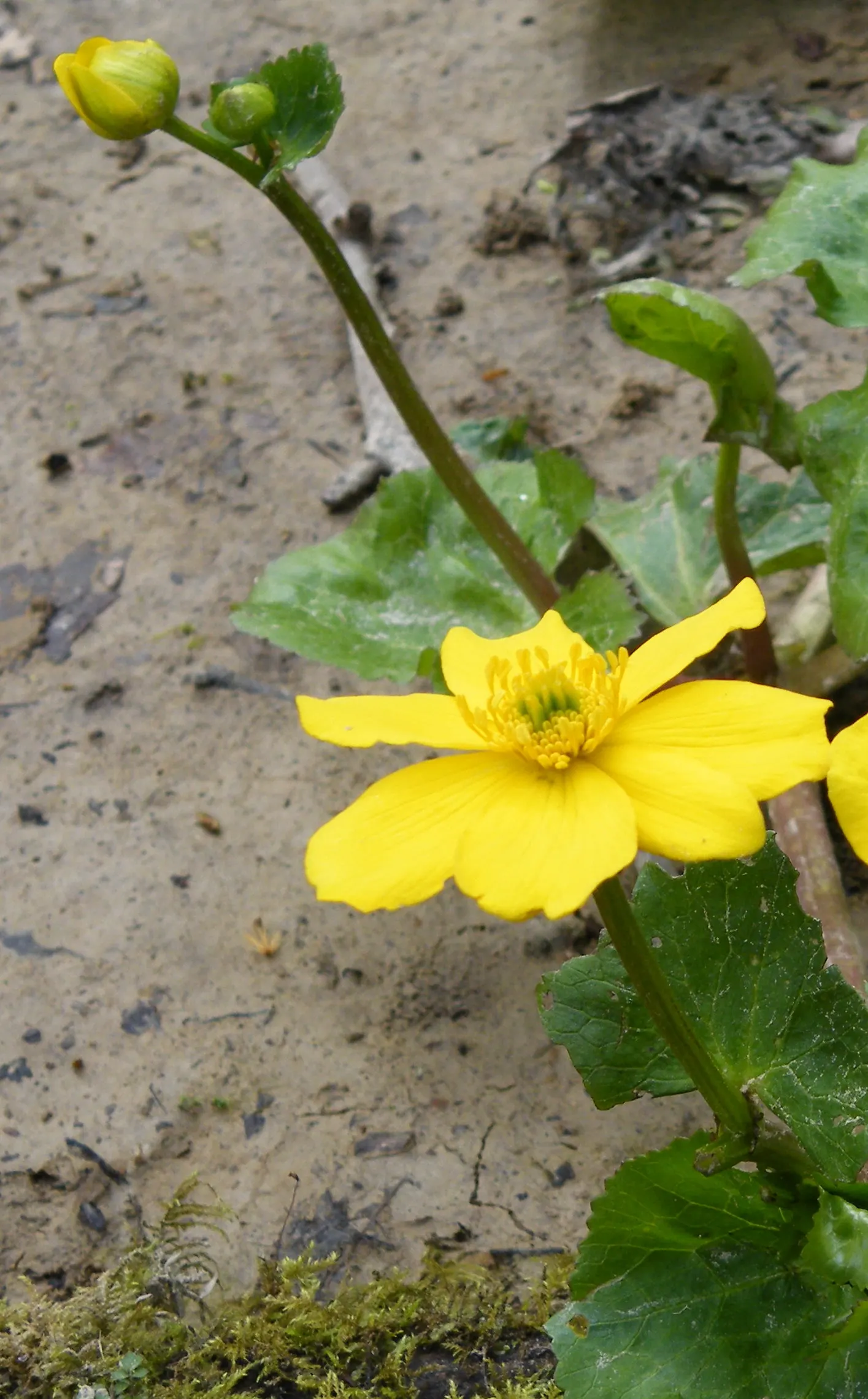 Marsh Marigold (Caltha Palustris) — Marsh Marigold (Caltha palustris), an herbaceous perennial, thrives in wet, marshy zones; ideal for USDA zones, image 45