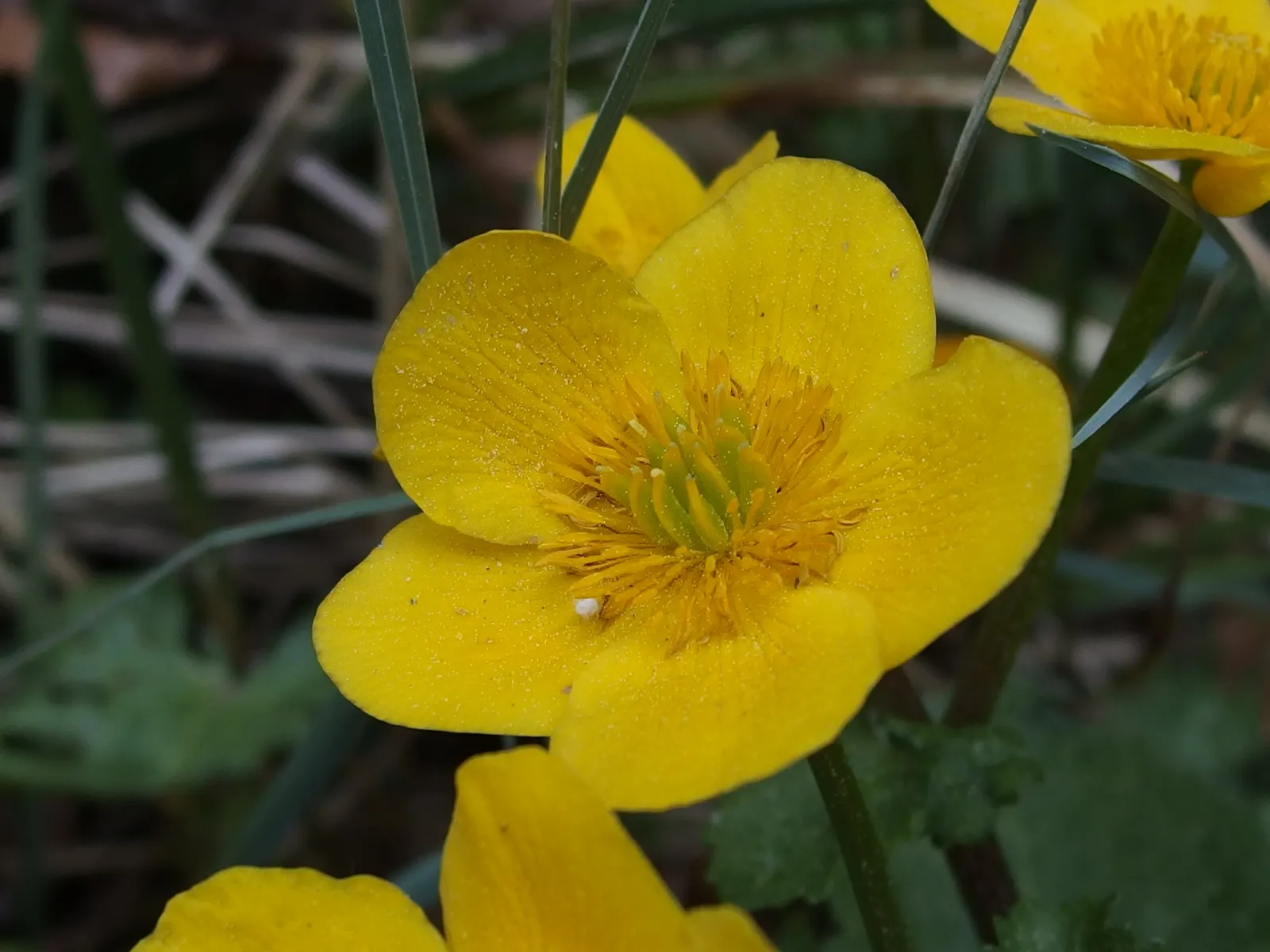 Marsh Marigold (Caltha Palustris) — Furthermore, its early bloom time provides an essential nectar source for pollinators emerging in spring, image 129