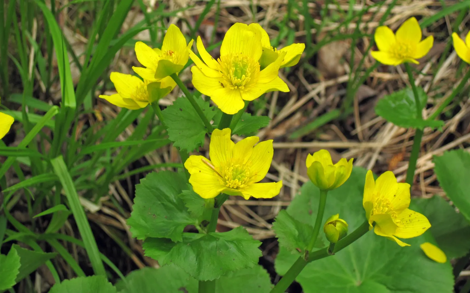 Marsh Marigold (Caltha Palustris) — this herbaceous plant typically grows 1 to 1.5 feet in height with a similar spread; making it a compact yet impactful