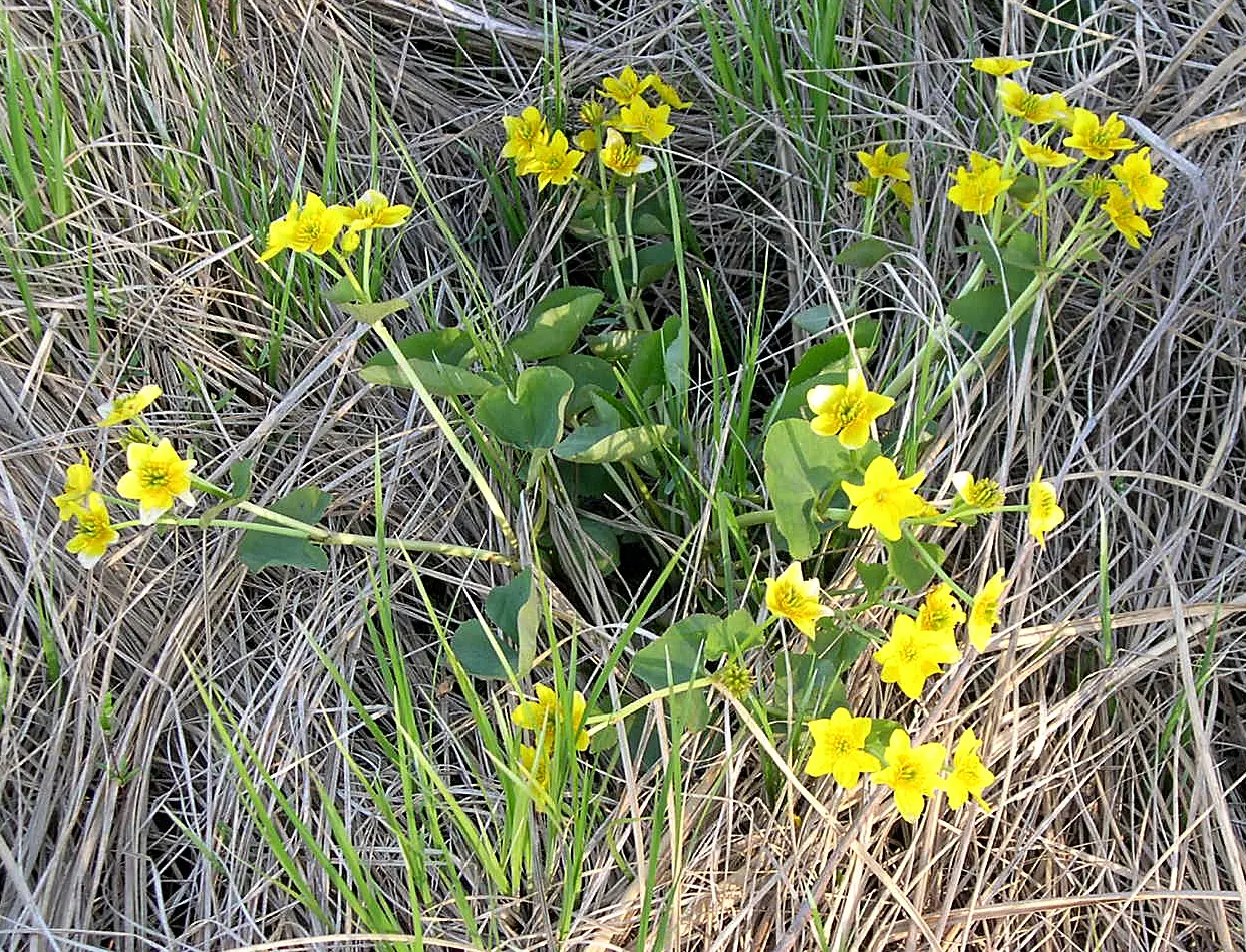 Marsh Marigold (Caltha Palustris) — heart-shaped leaves and vibrant yellow buttercup-like flowers blooming in early spring; this species is, image 47