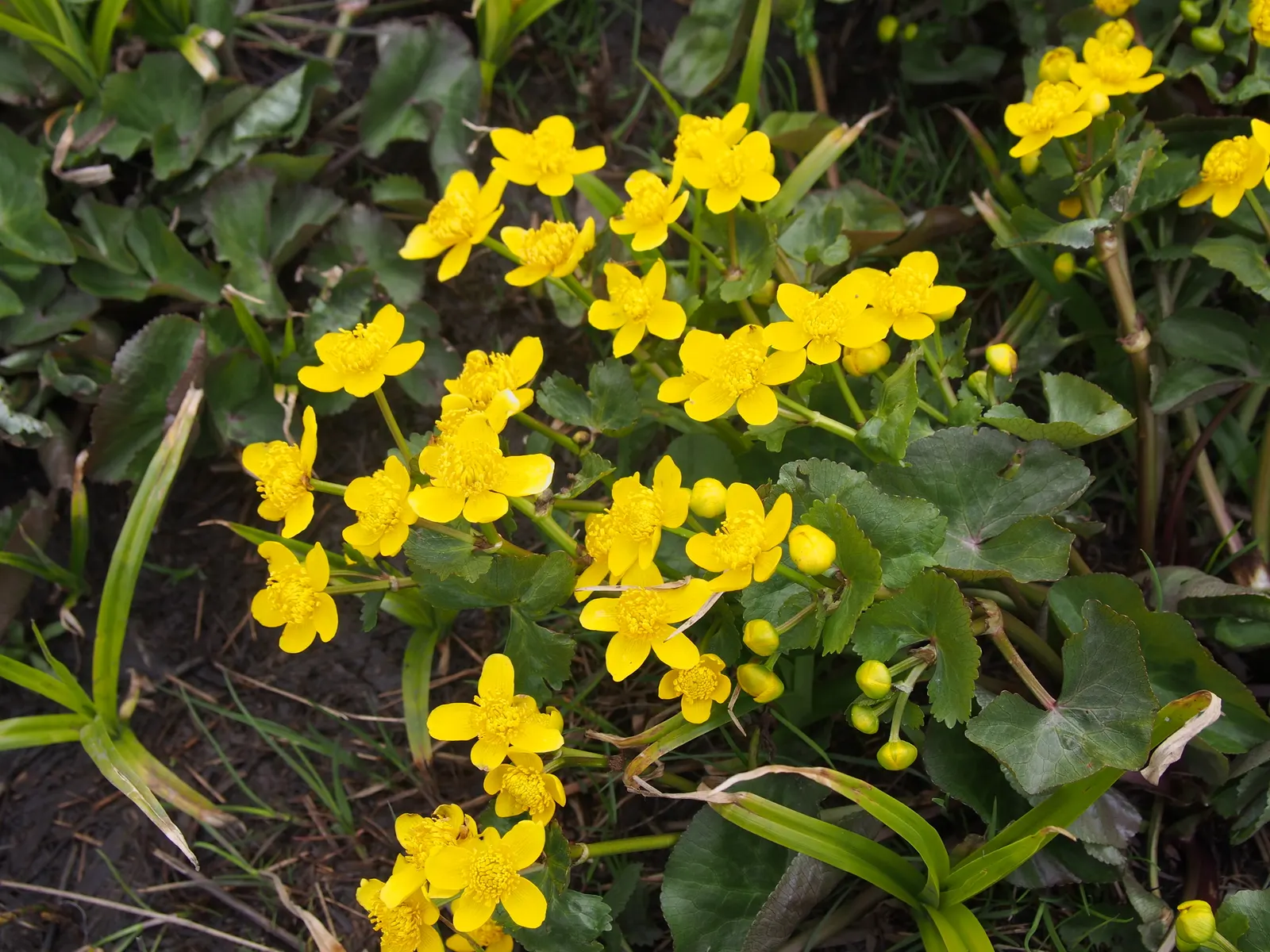 Marsh Marigold (Caltha Palustris) — It requires full sun to part shade and prefers a rich, damp soil that is acidic to neutral; or the edges of, image 125