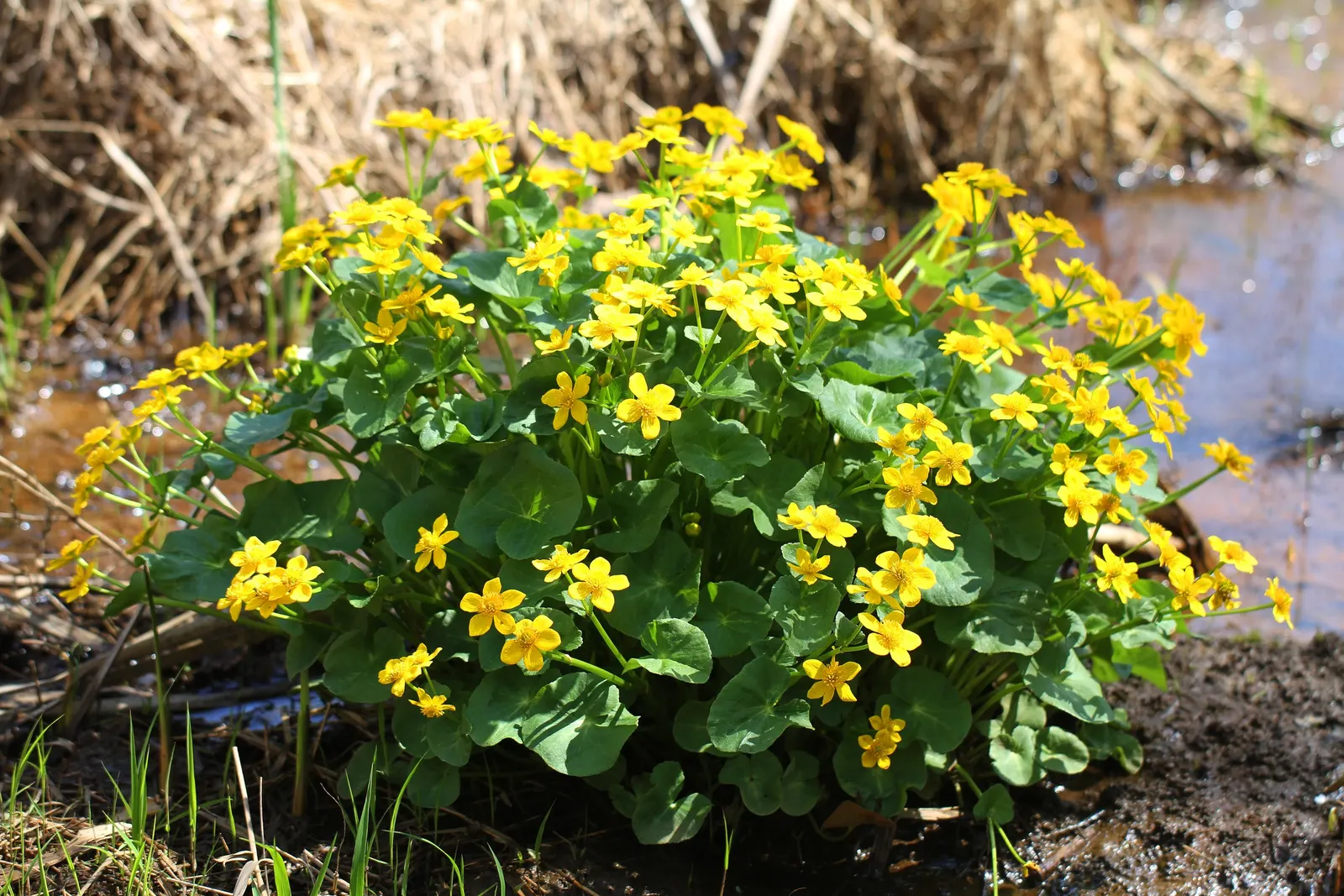 Marsh Marigold (Caltha Palustris) — this herbaceous plant typically grows 1 to 1.5 feet in height with a similar spread; making it a compact yet, image 52