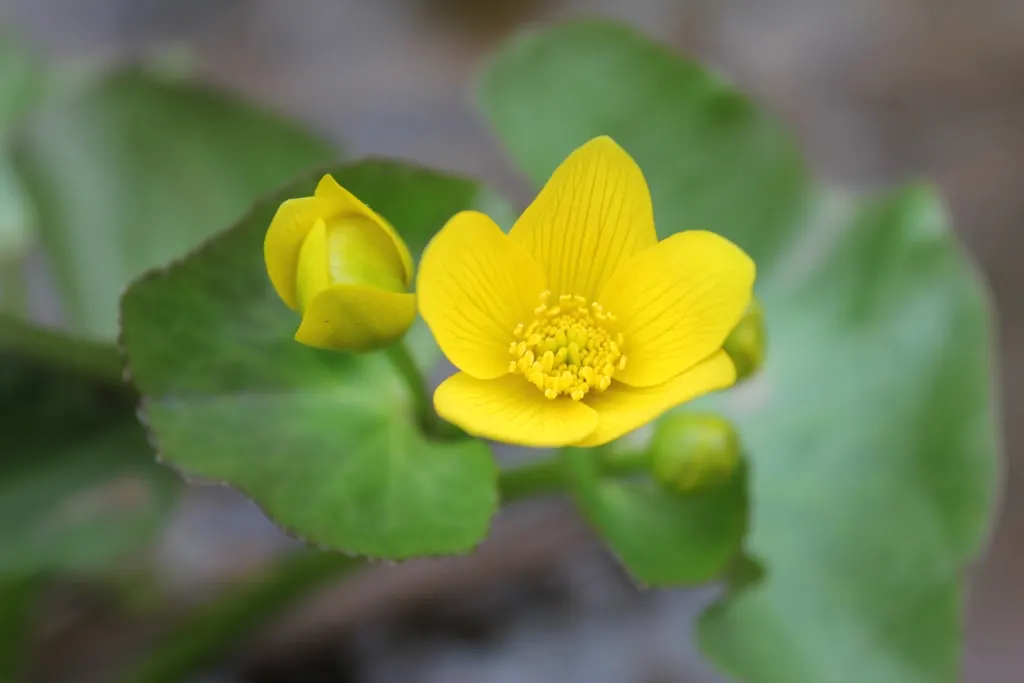 Marsh Marigold (Caltha Palustris) — making it a compact yet impactful landscape choice