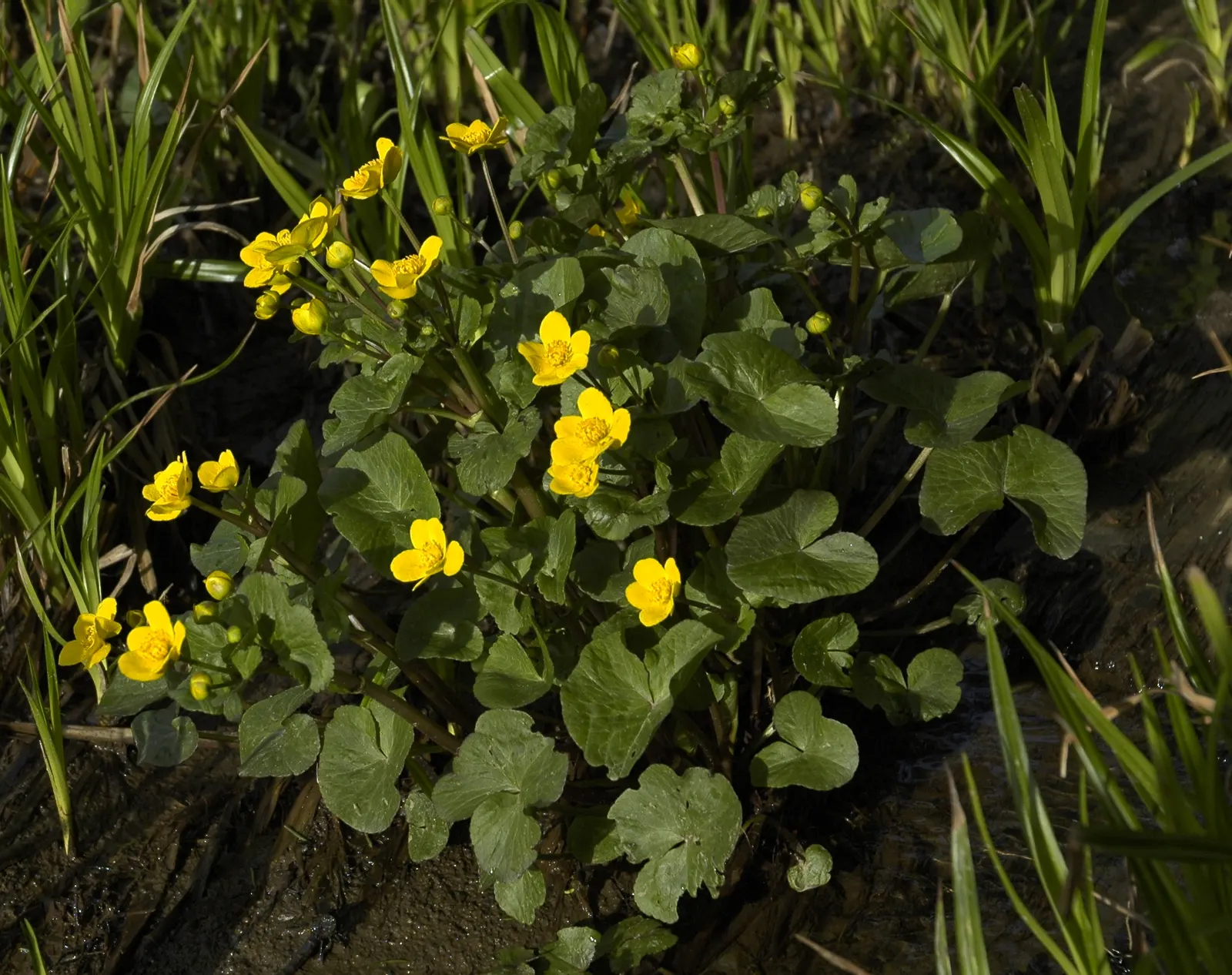 Marsh Marigold (Caltha Palustris) — adding a splash of golden yellow to the garden in the early spring; maintenance is minimal, but the soil should be kept