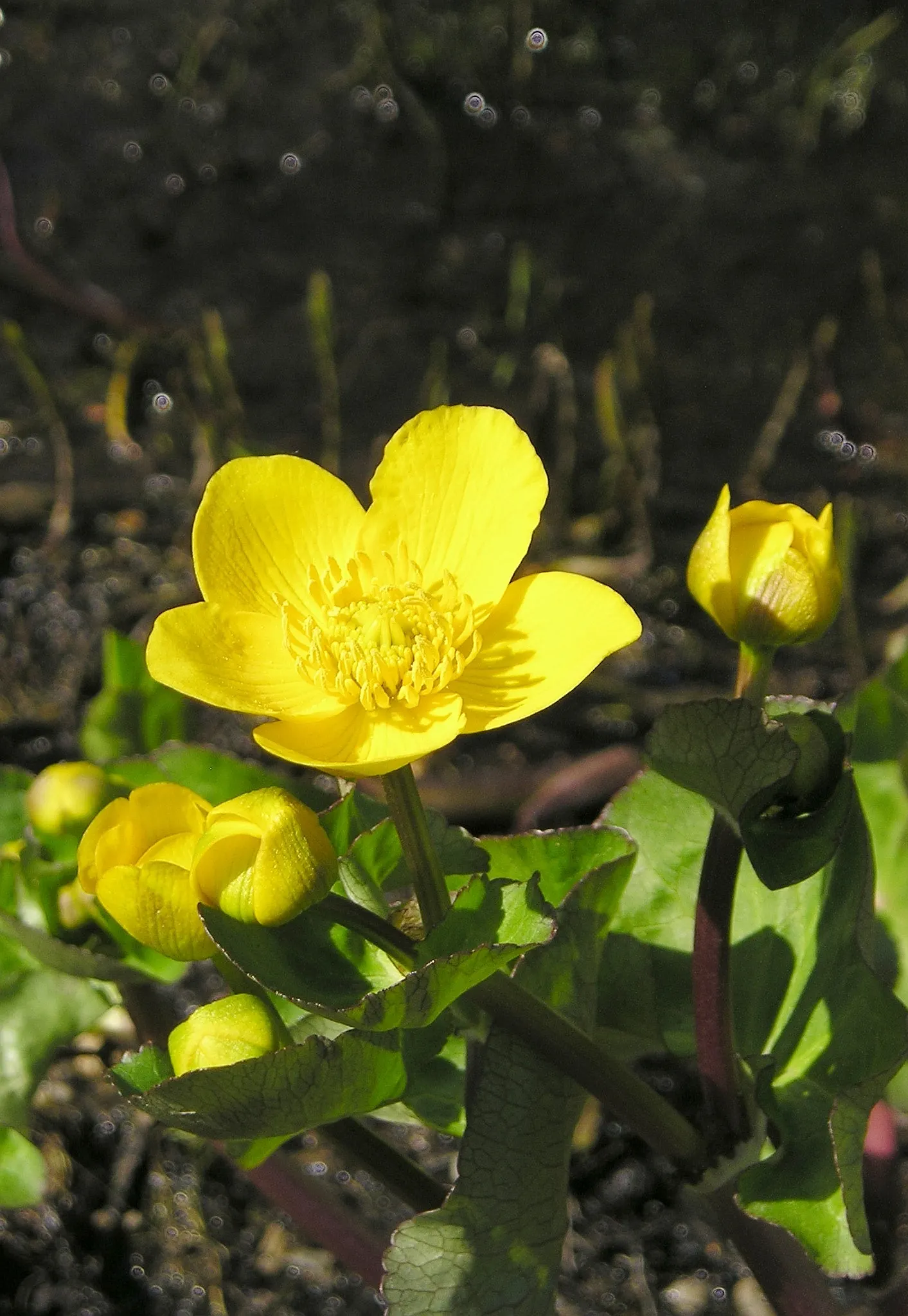 Marsh Marigold (Caltha Palustris) — Maintenance is minimal, but the soil should be kept consistently moist, especially during dry spells