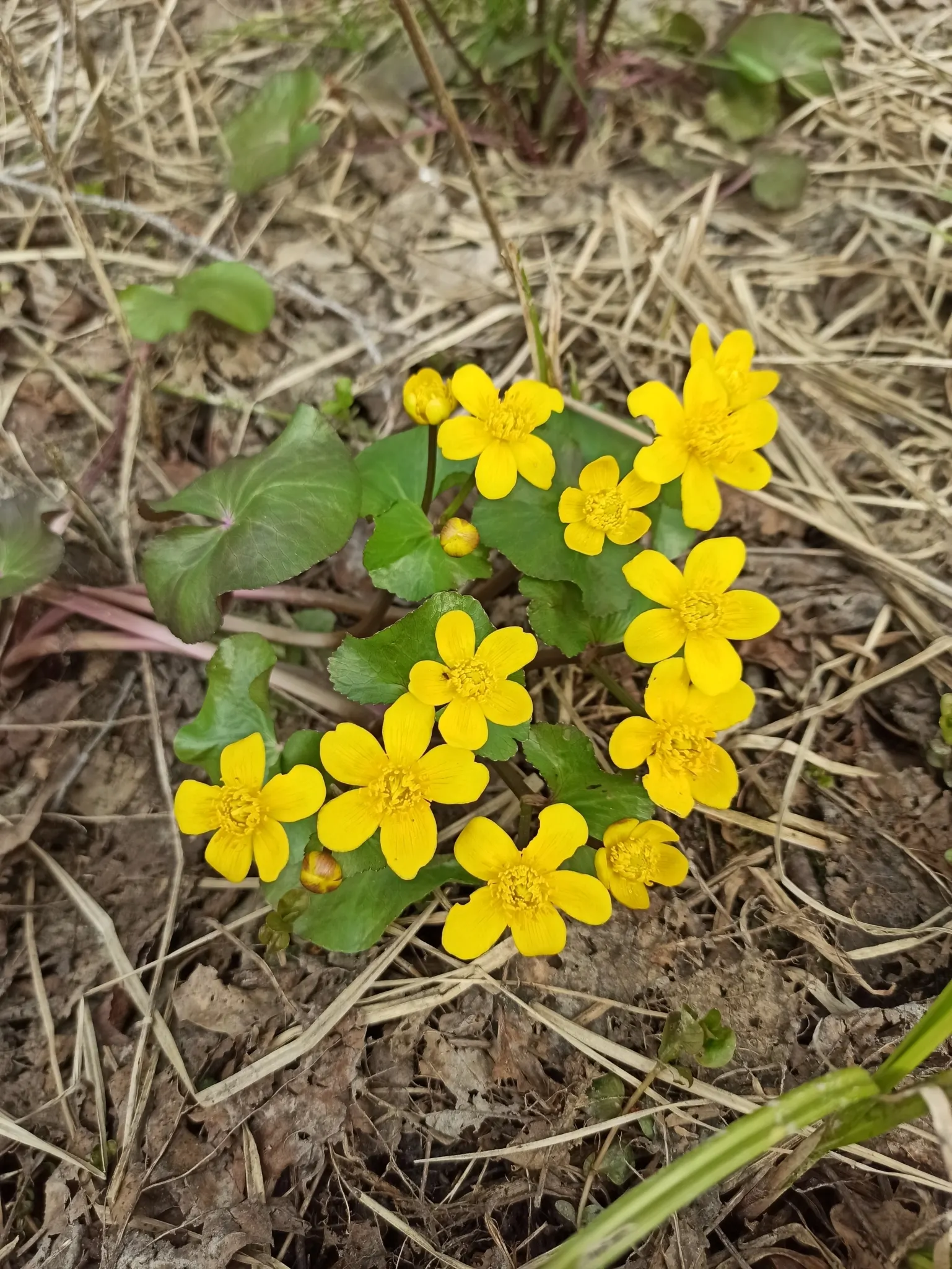 Marsh Marigold (Caltha Palustris) — heart-shaped leaves up to 8 inches across; marsh Marigold (Caltha palustris), an herbaceous perennial, thrives, image 98