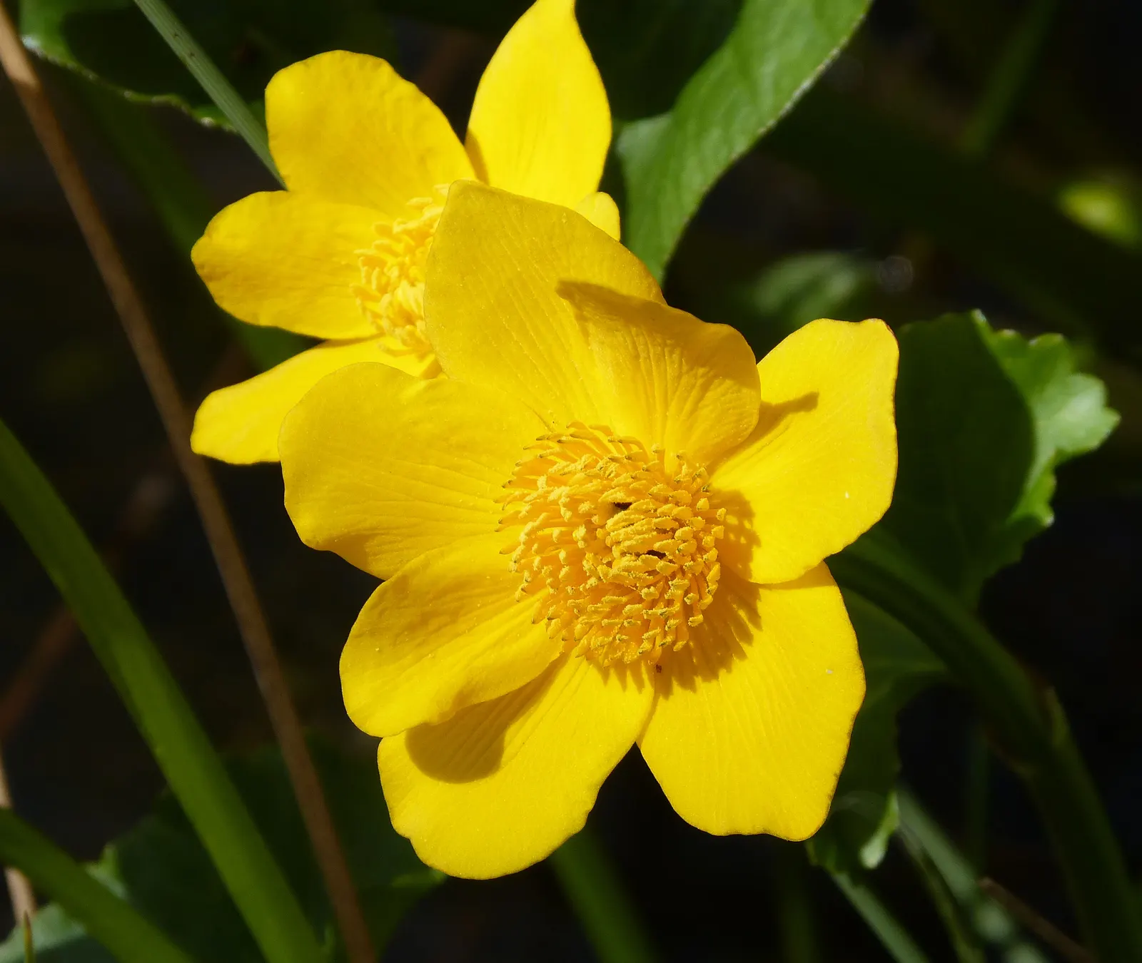 Marsh Marigold (Caltha Palustris) — perennial for full; furthermore, its early bloom time provides an essential nectar source for pollinators, image 110
