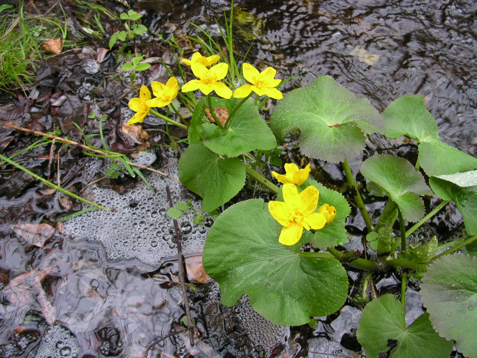 Marsh Marigold (Caltha Palustris) — perennial with yellow blooms