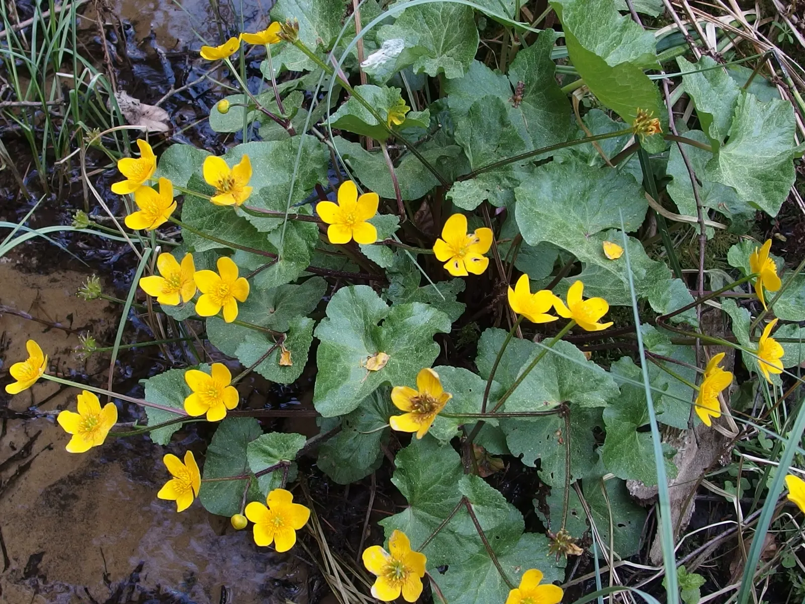 Marsh Marigold (Caltha Palustris) — perennial with yellow blooms; which can reach up to 2 inches in diameter, image 65