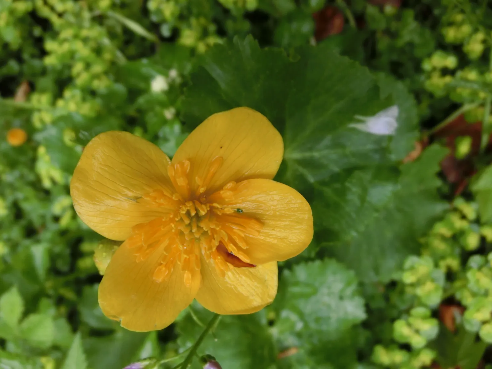 Marsh Marigold (Caltha Palustris) — perennial for full; furthermore, its early bloom time provides an essential nectar source for pollinators, image 88