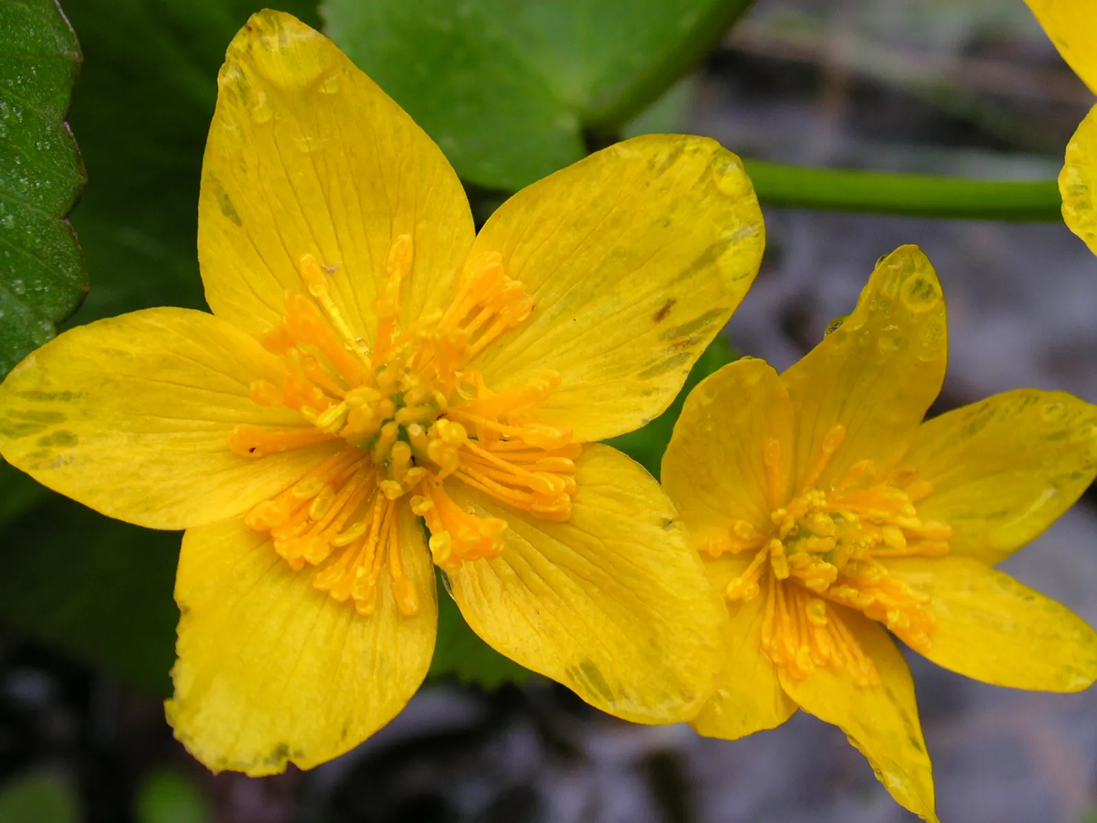 Marsh Marigold (Caltha Palustris) — Furthermore, its early bloom time provides an essential nectar source for pollinators emerging in spring, image 107