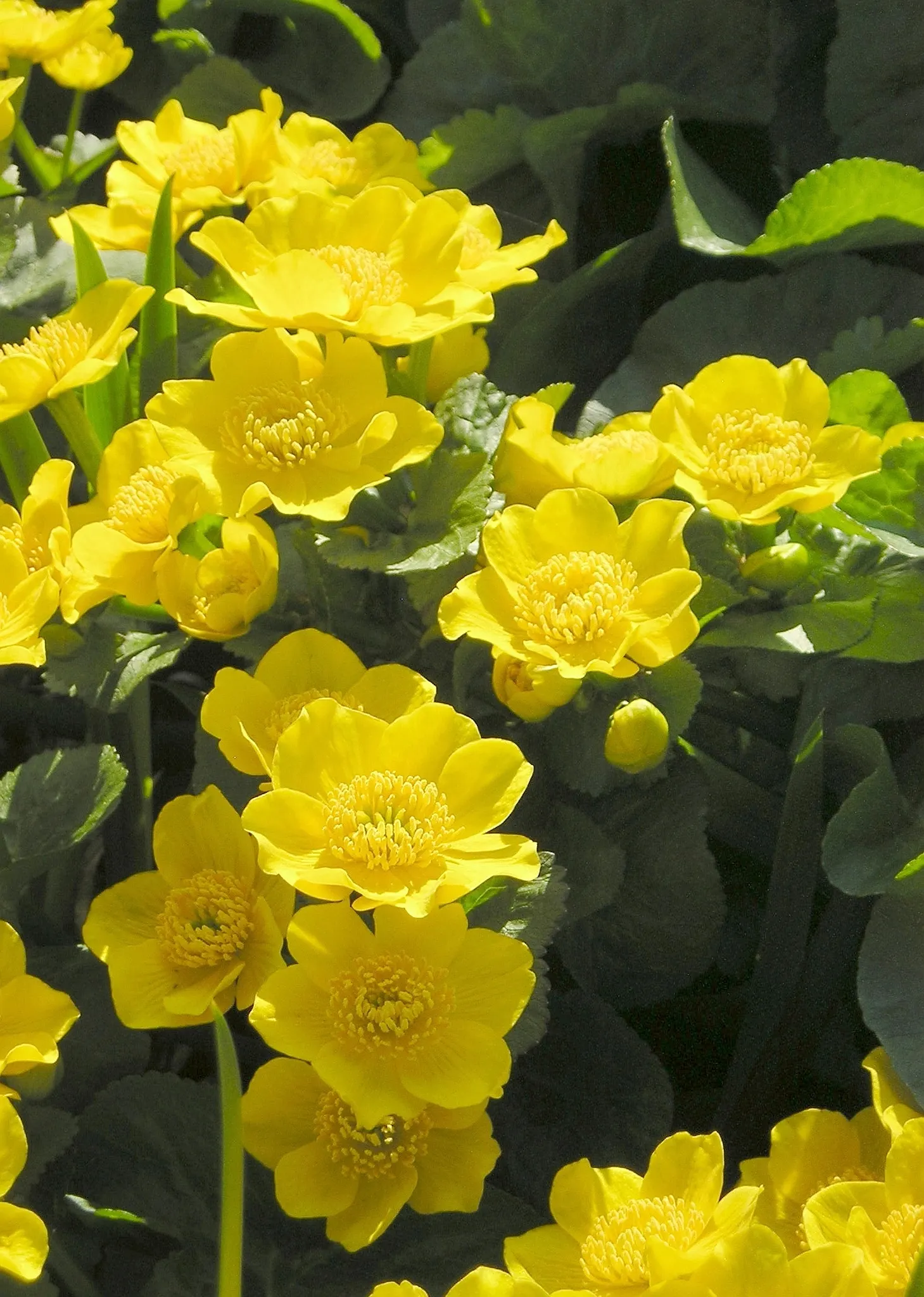 Marsh Marigold (Caltha Palustris) — It requires full sun to part shade and prefers a rich, damp soil that is acidic to neutral