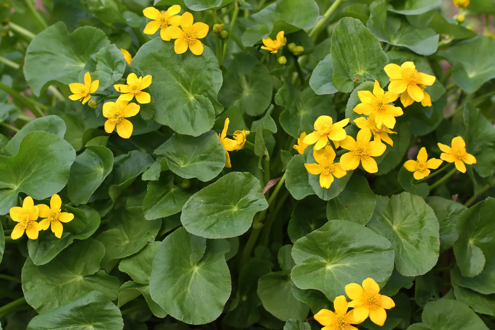 Marsh Marigold (Caltha Palustris) — yellow flowers in the garden; marsh Marigold (Caltha palustris) is a vibrant perennial plant, image 64
