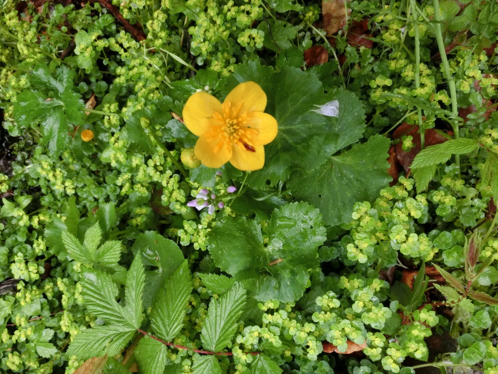 Marsh Marigold (Caltha Palustris) — making it a compact yet impactful landscape choice; <br><br>For your client's garden, image 75