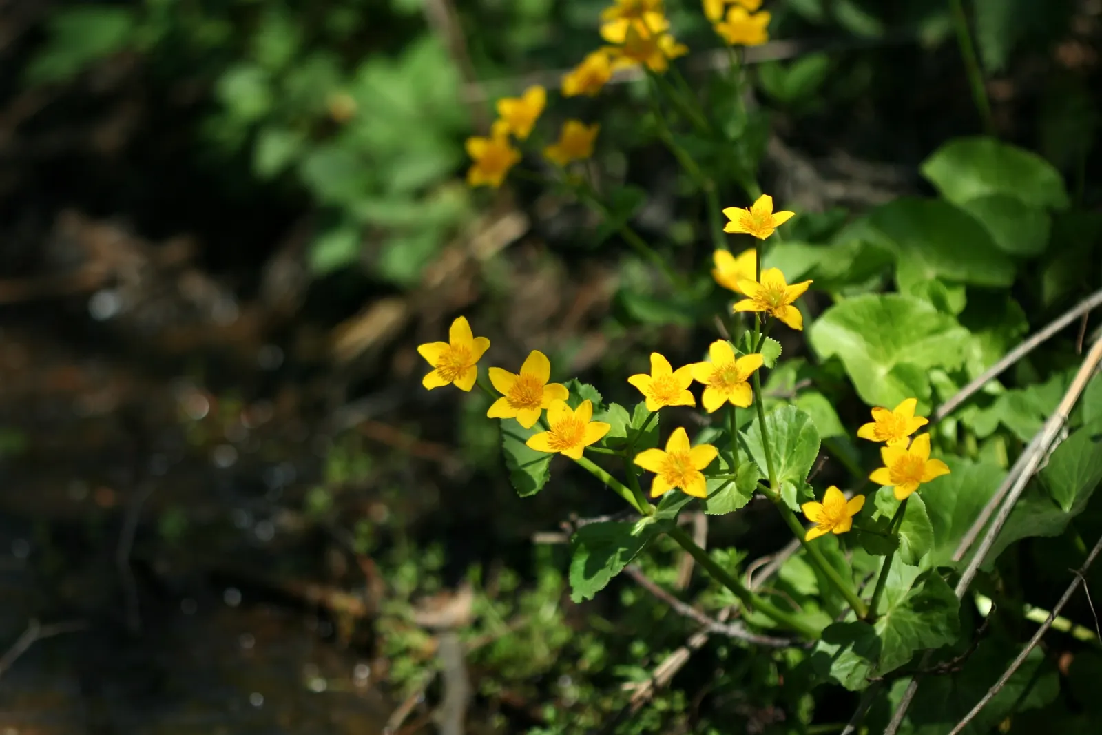 Marsh Marigold (Caltha Palustris) — heart-shaped leaves up to 8 inches across; marsh Marigold (Caltha palustris), an herbaceous perennial, thrives in wet